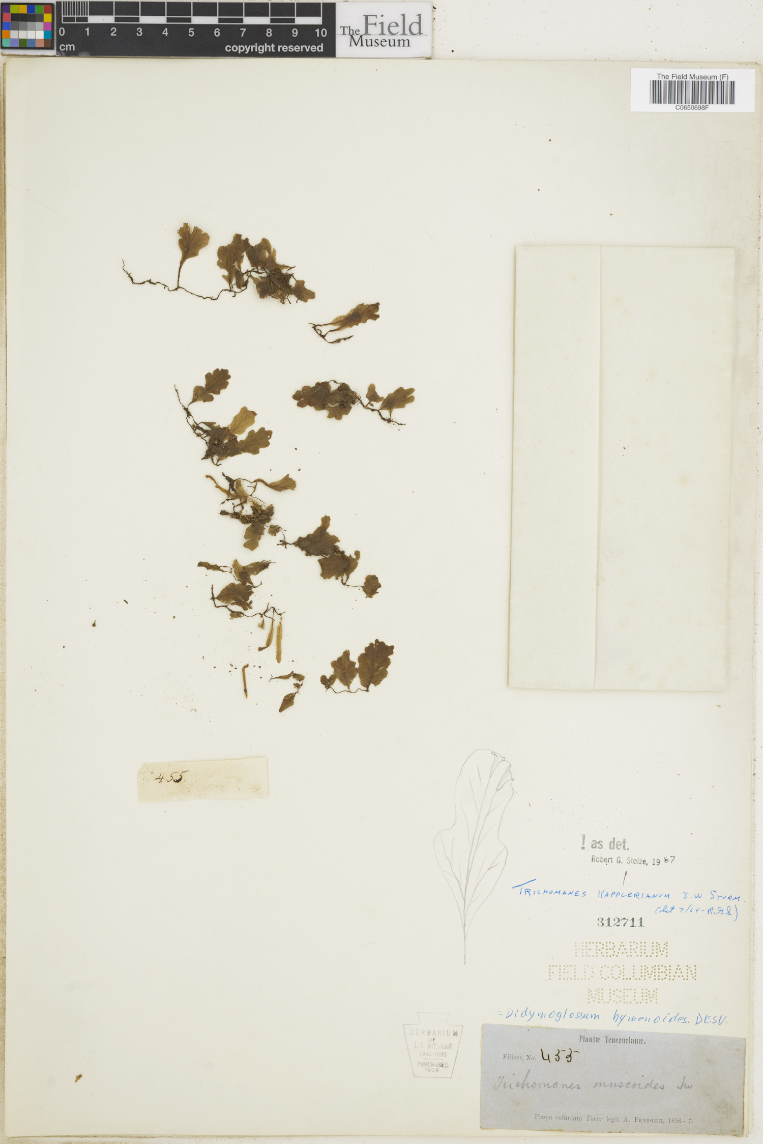 Trichomanes kapplerianum image