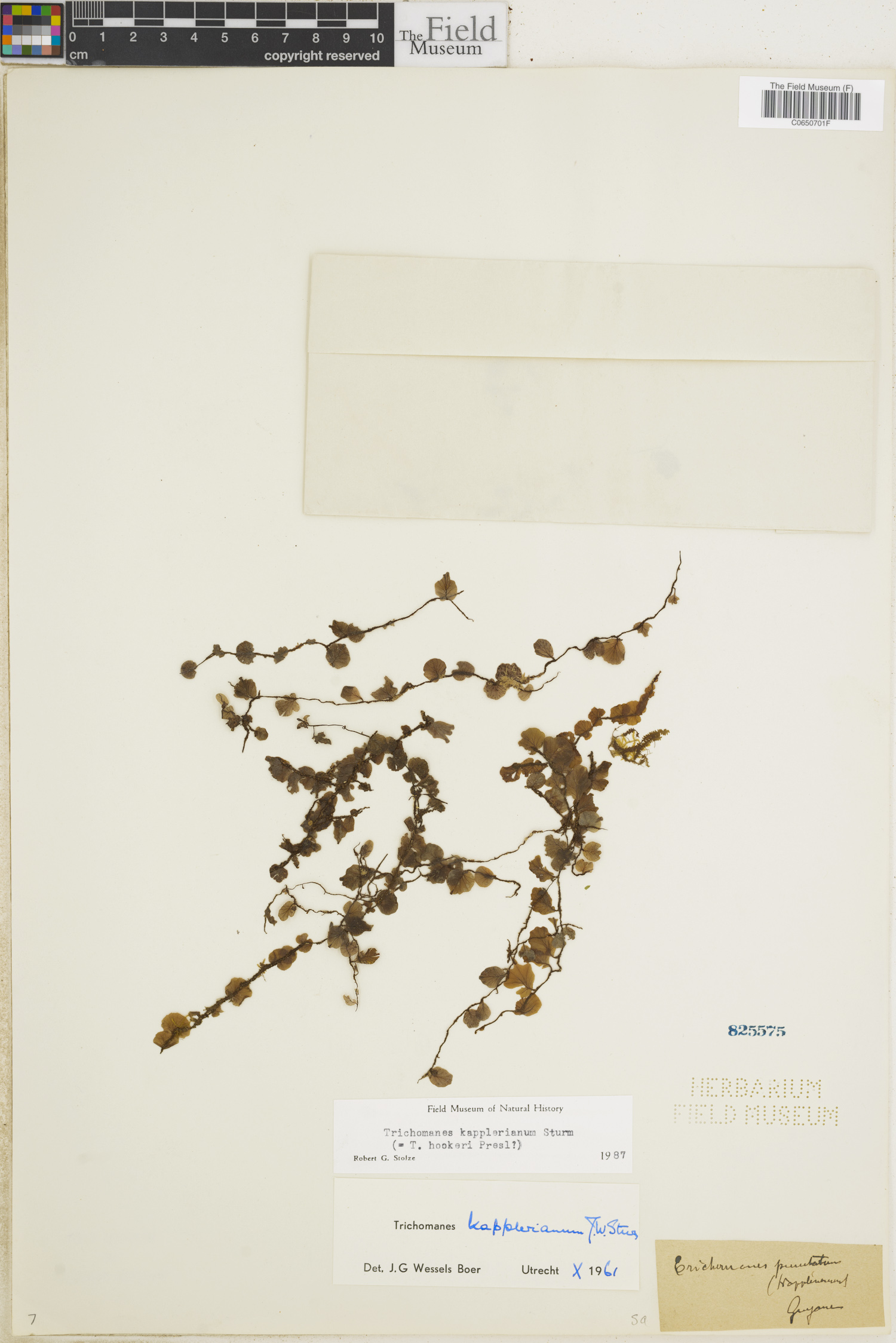 Trichomanes kapplerianum image