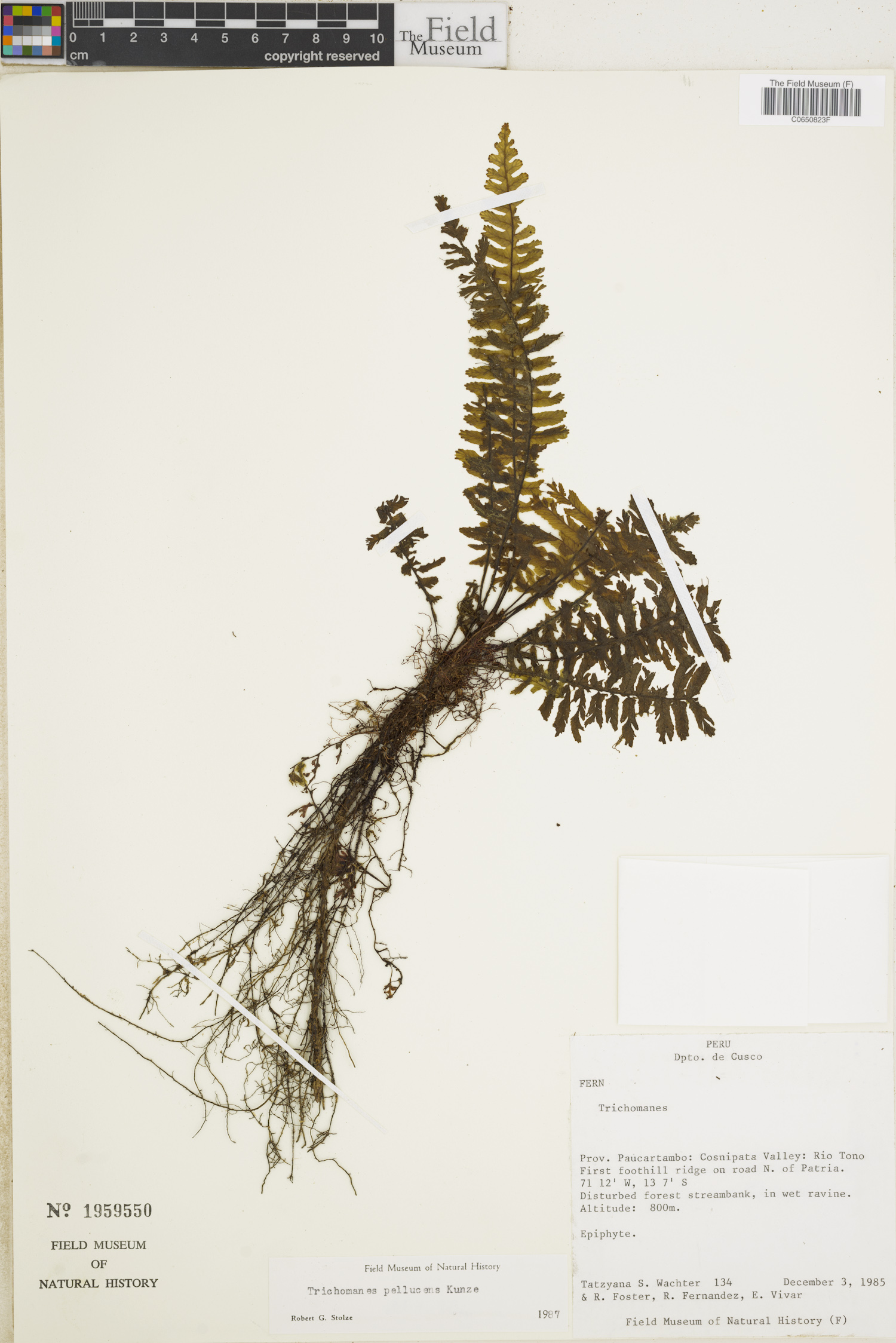 Trichomanes pellucens image