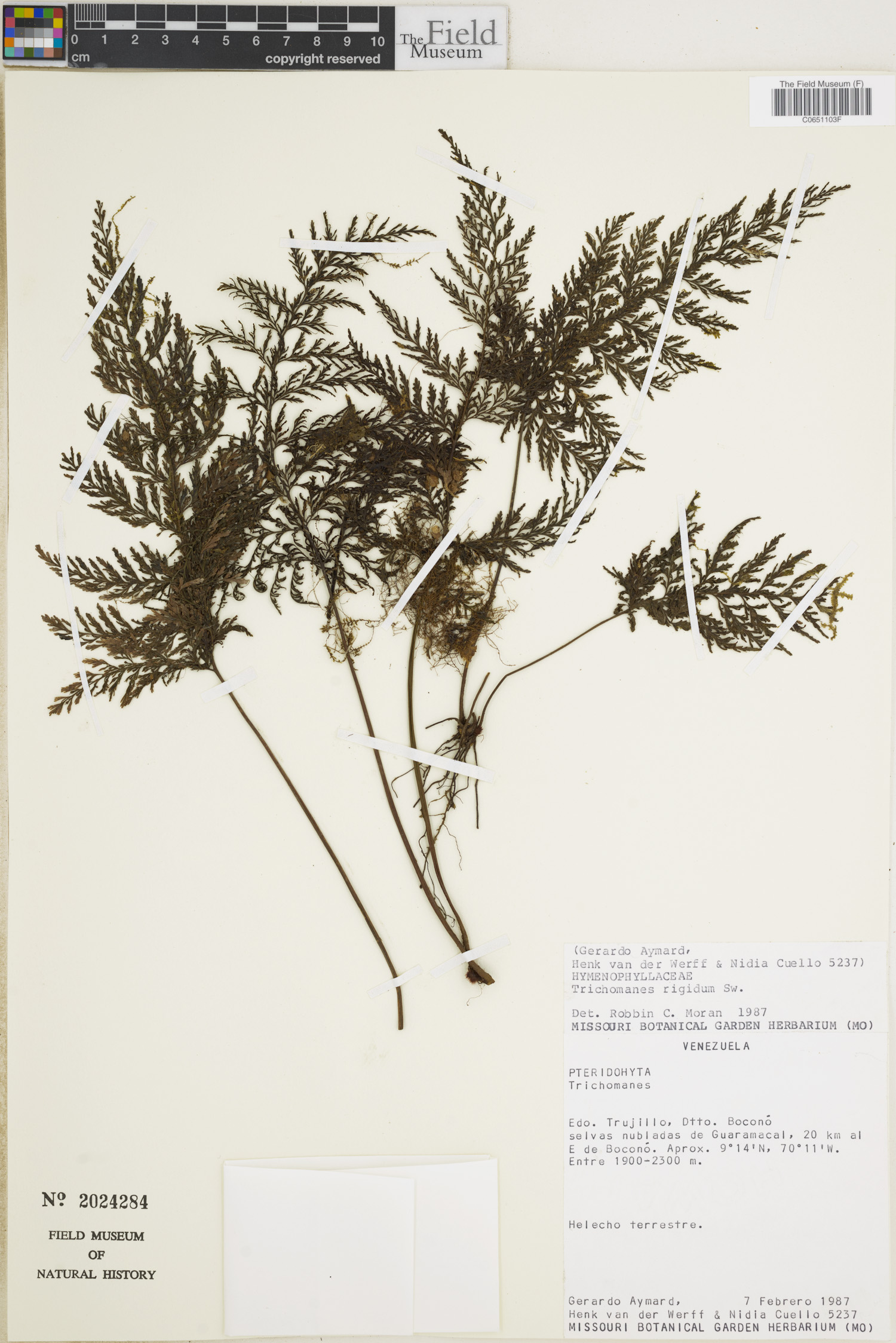Trichomanes rigidum image