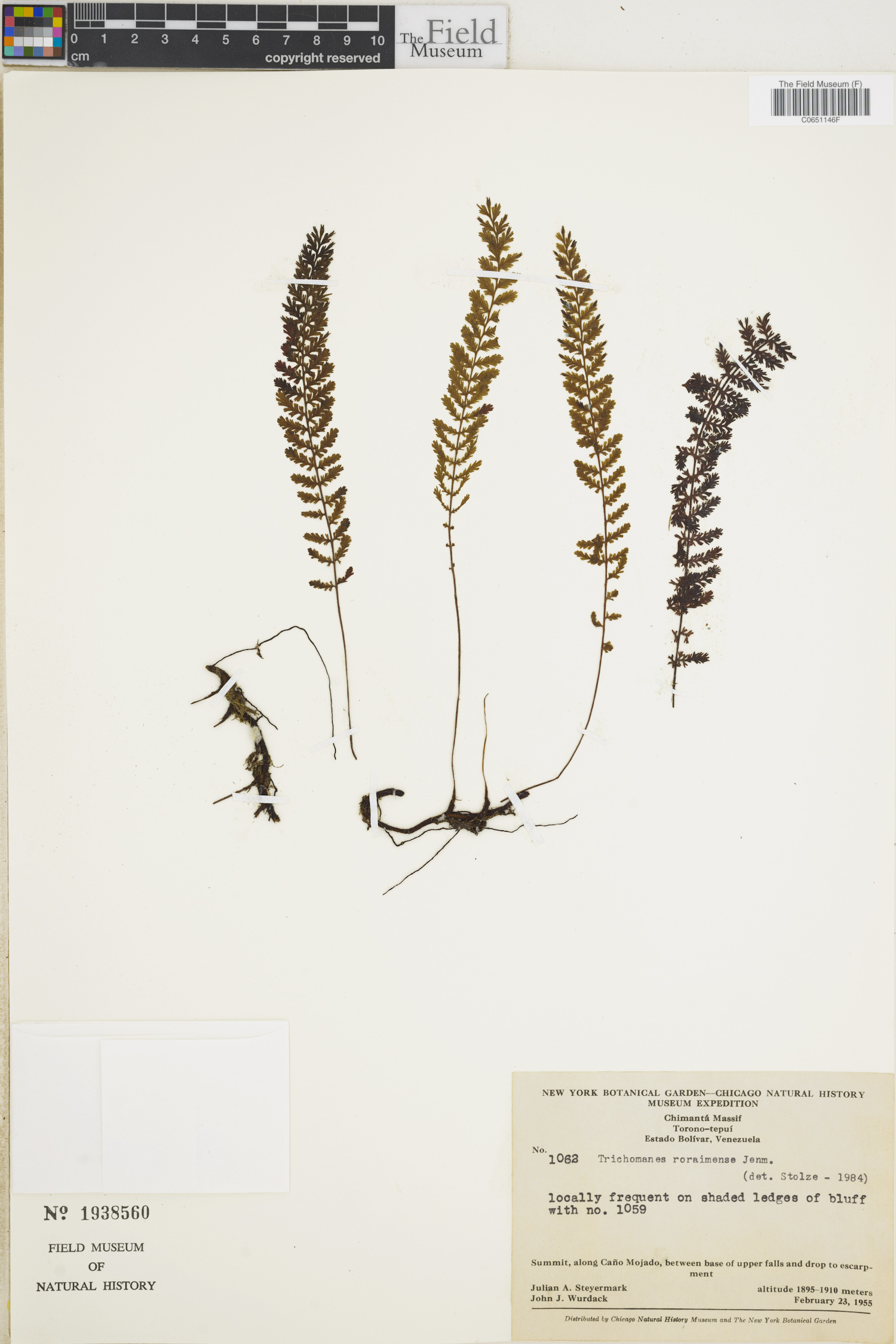 Trichomanes roraimense image