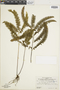 Lindsaea cultriformis image