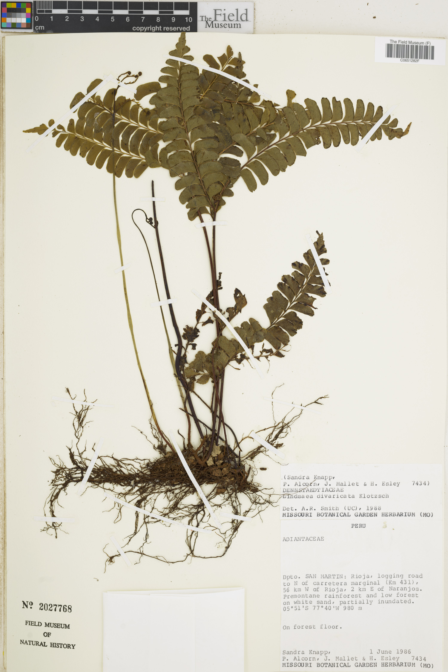 Lindsaea divaricata image