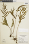 Lindsaea javitensis image