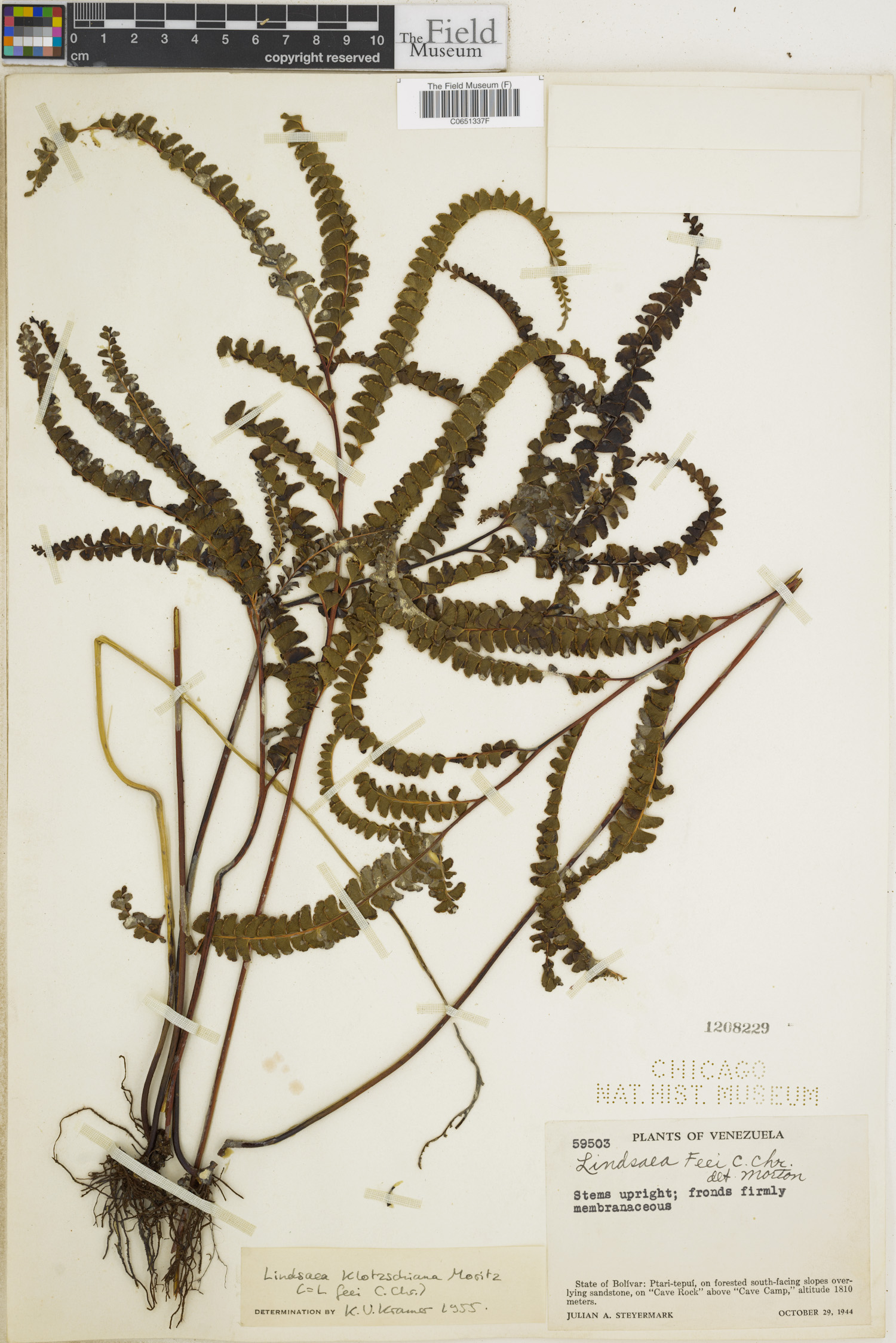 Lindsaea klotzschiana image