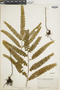 Lindsaea rigidiuscula image