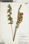 Lindsaea schomburgkii image