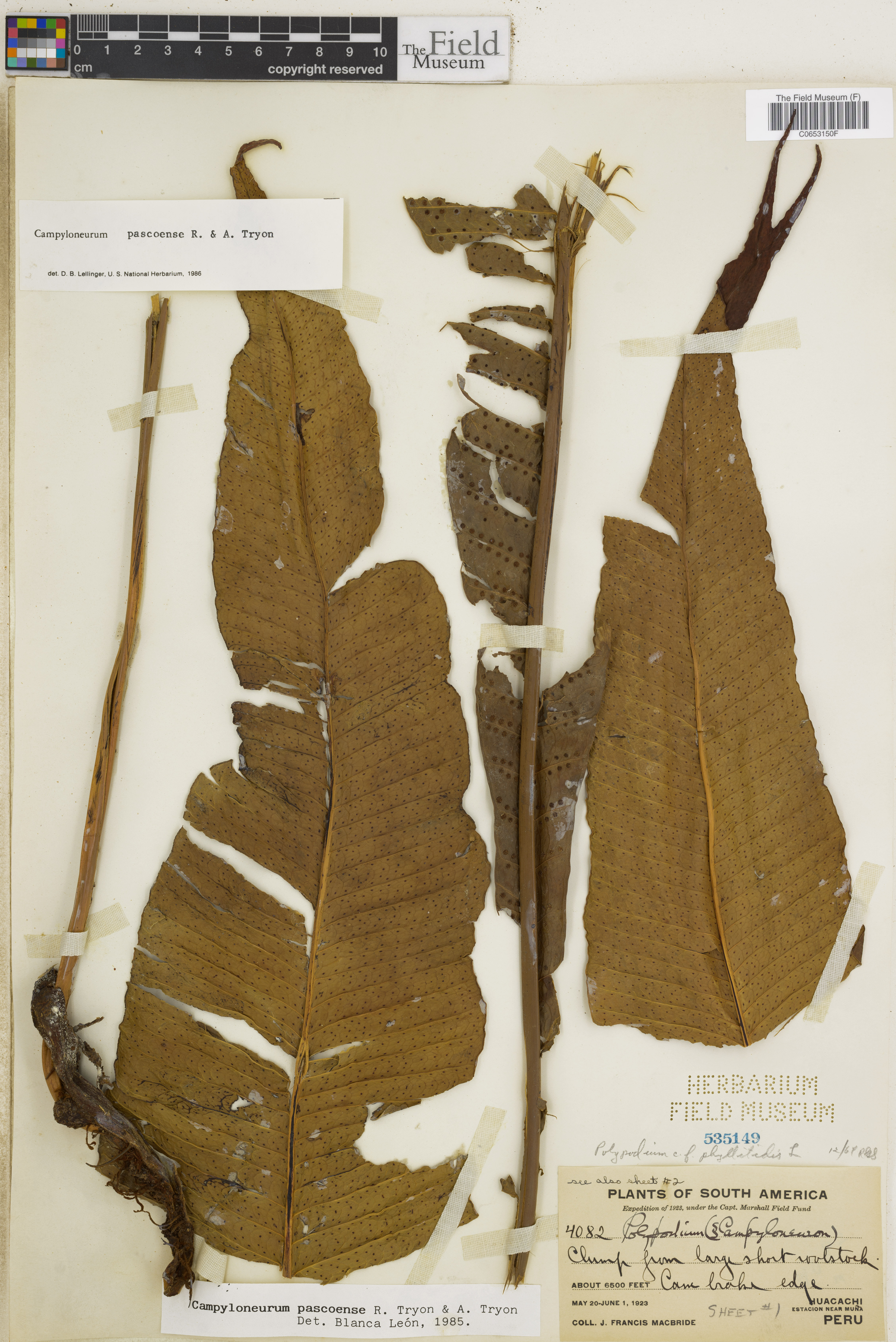 Campyloneurum pascoense image