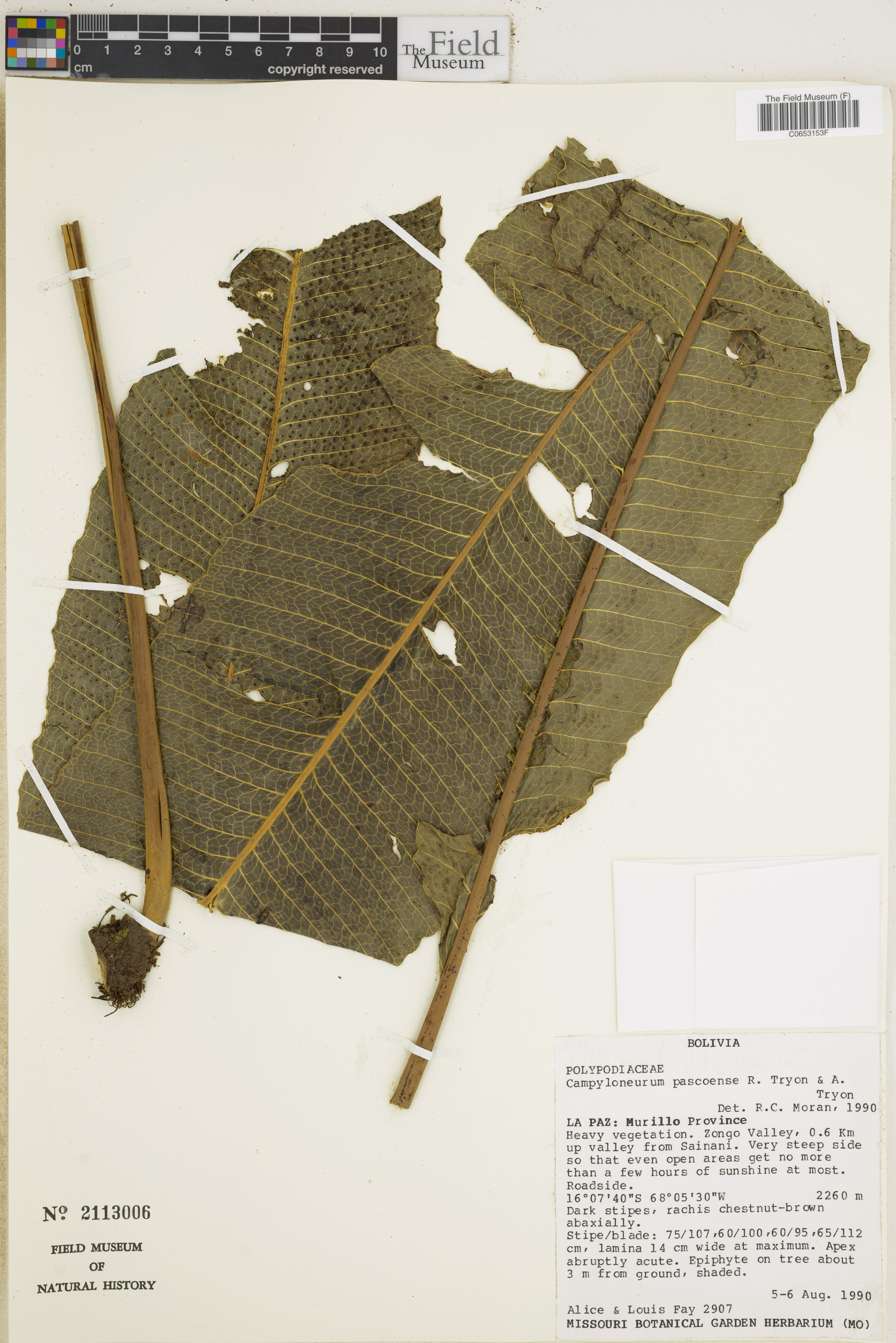 Campyloneurum pascoense image