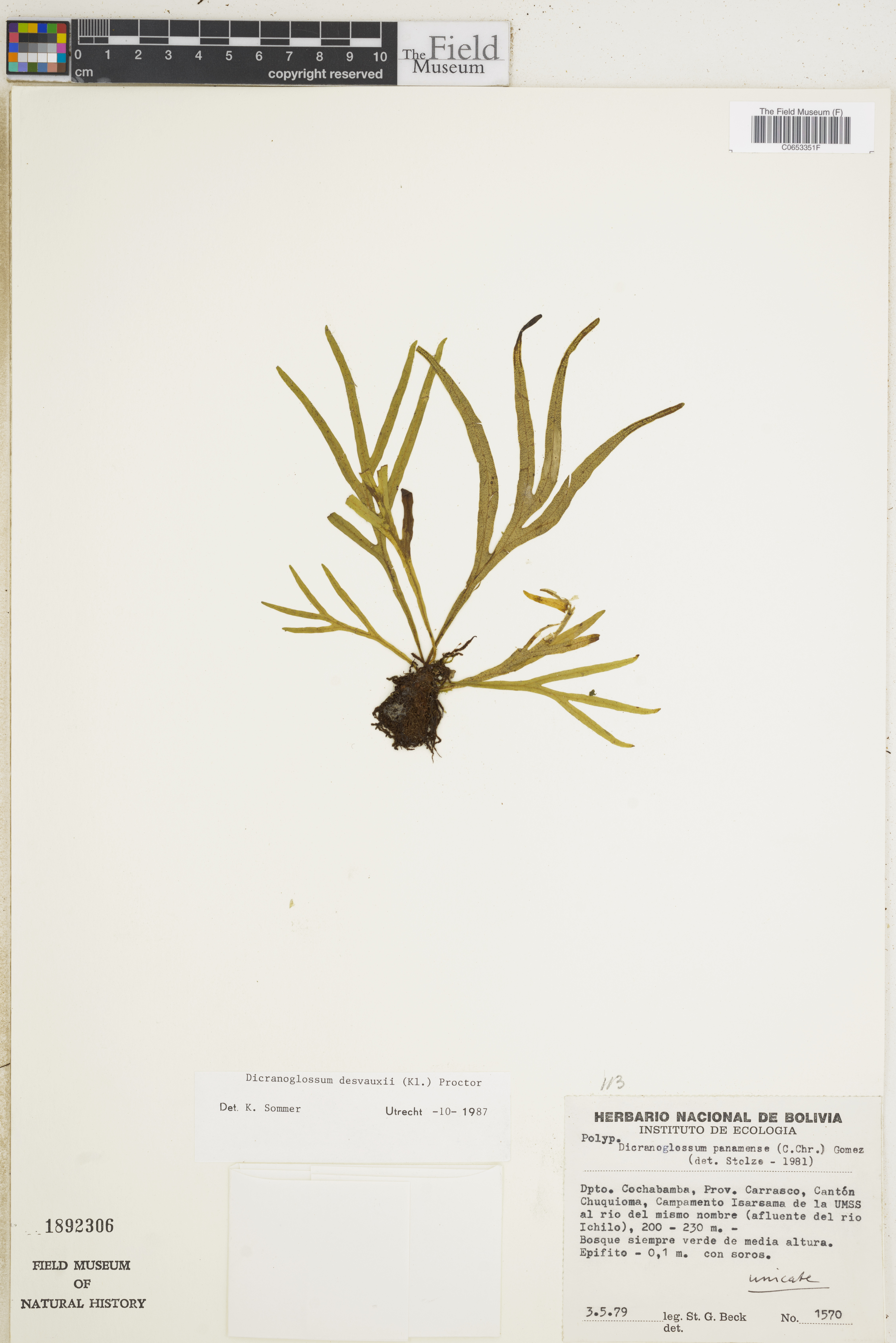 Dicranoglossum desvauxii image