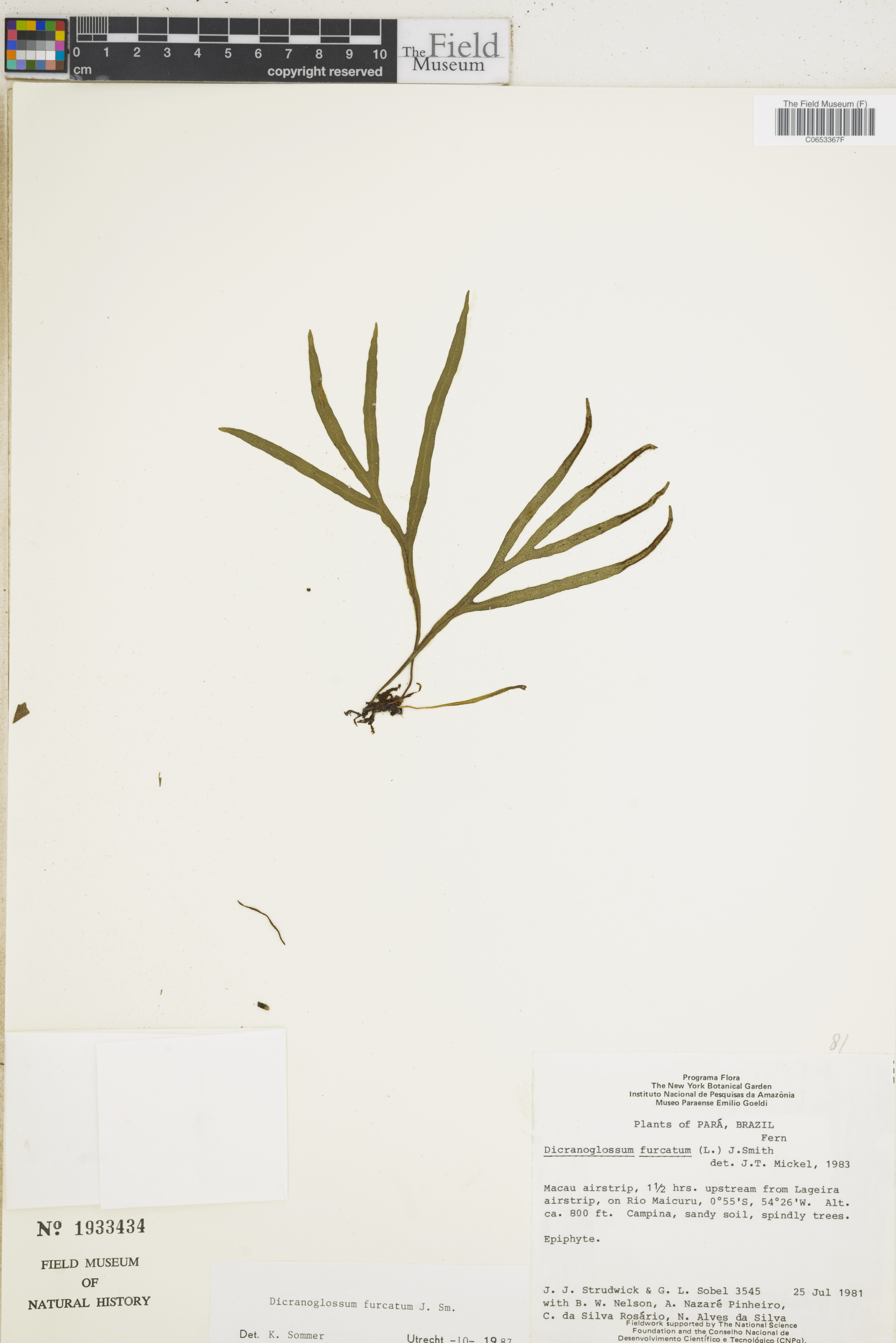 Dicranoglossum furcatum image