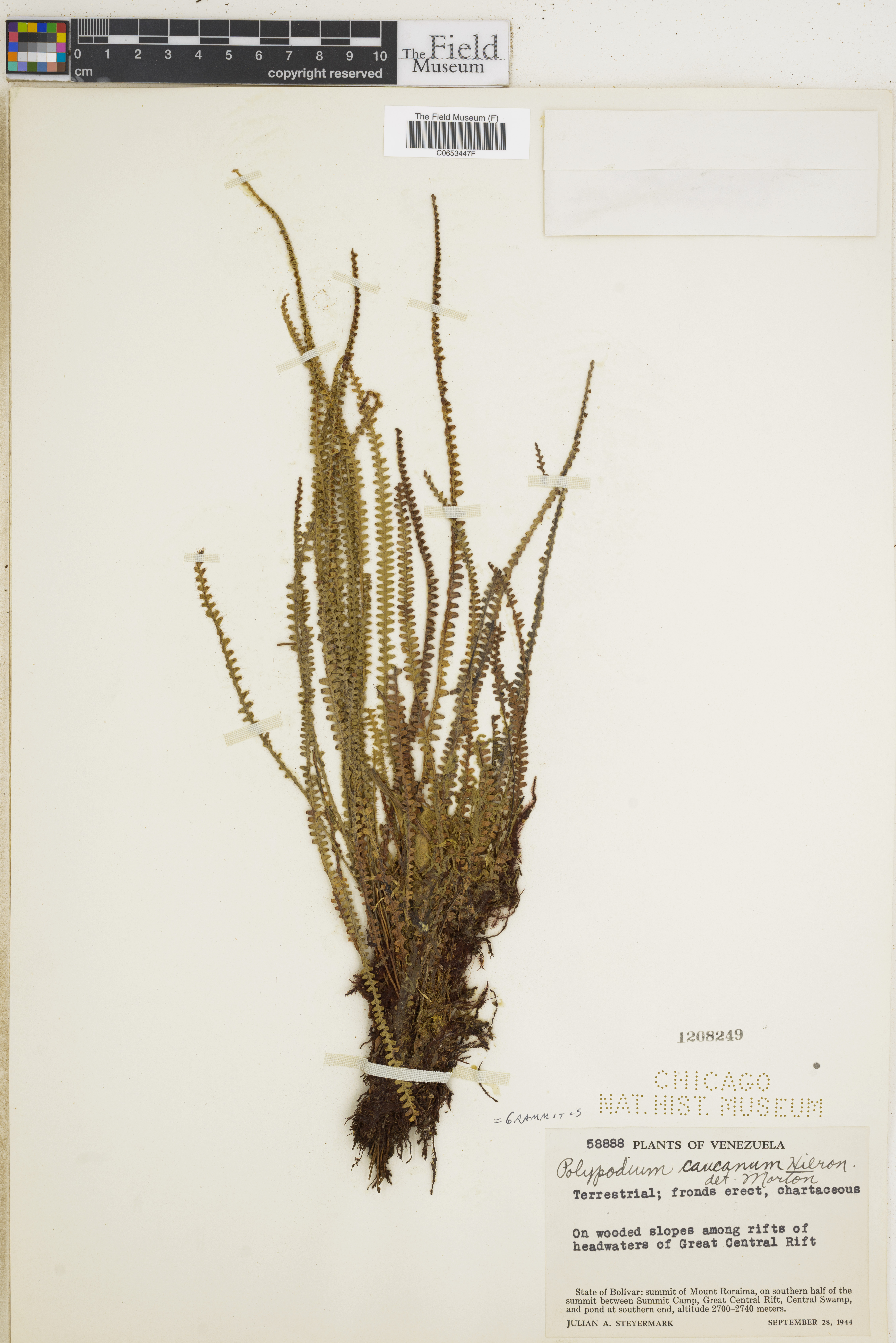 Micropolypodium caucanum image