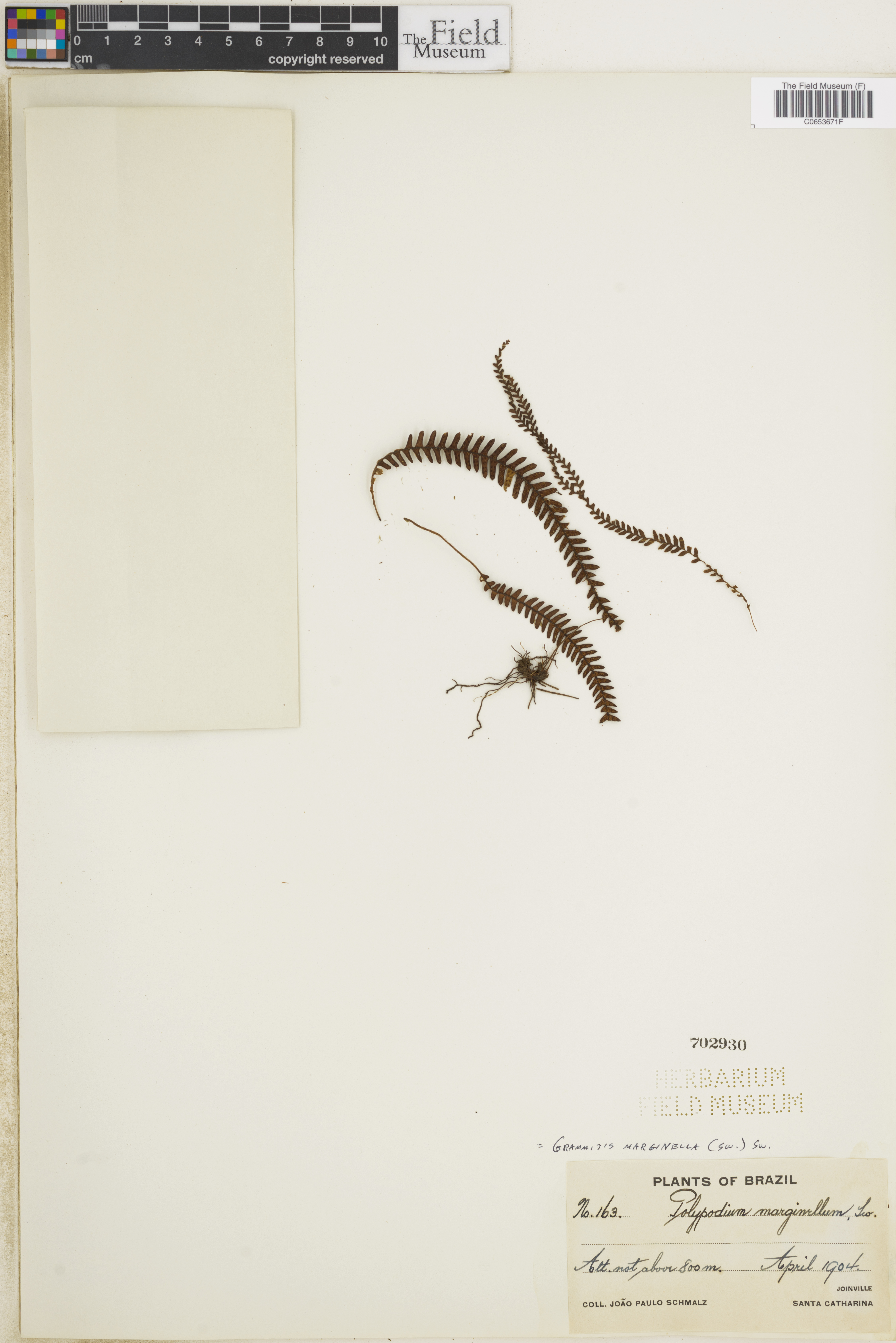 Grammitis marginella image