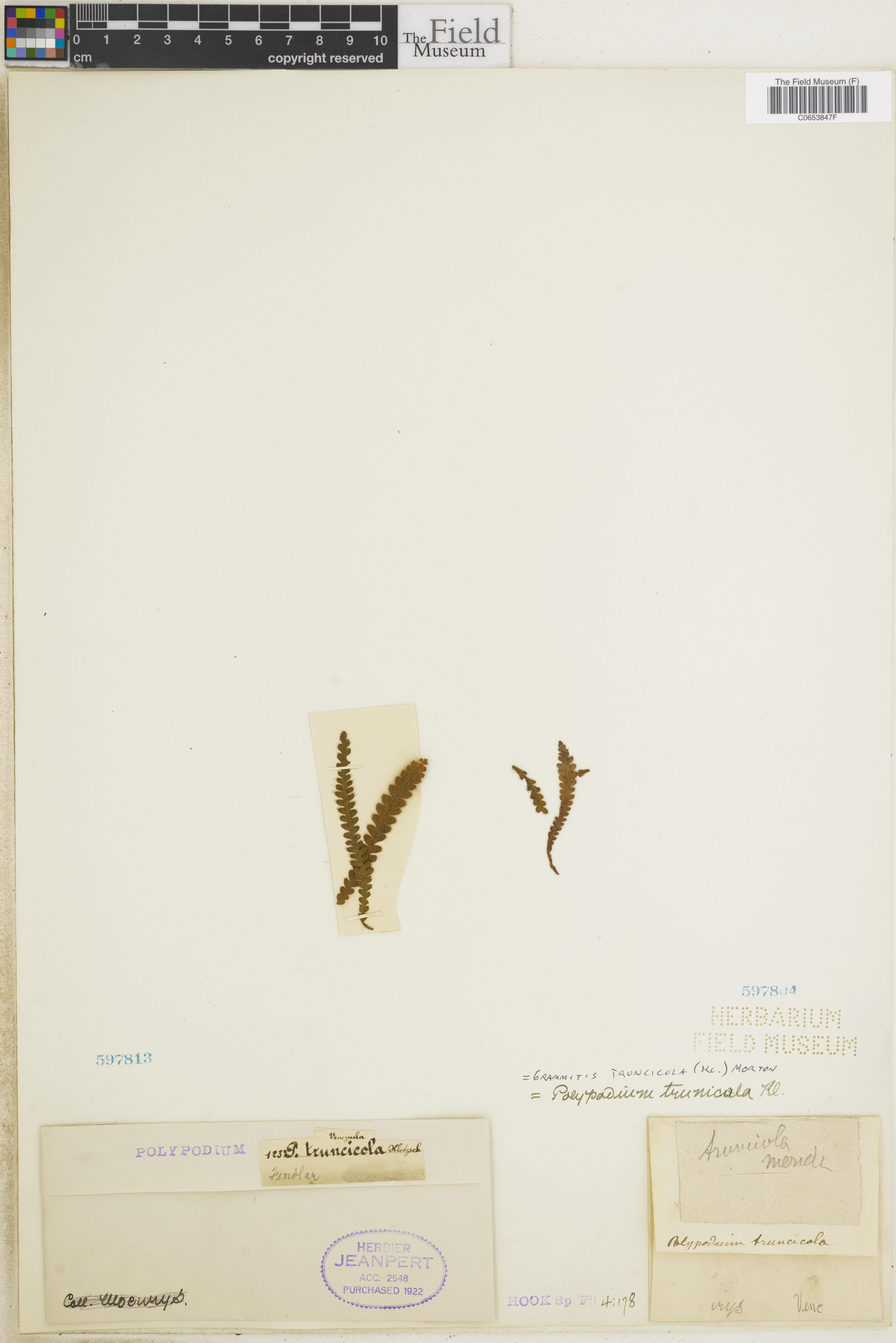 Grammitis truncicola image