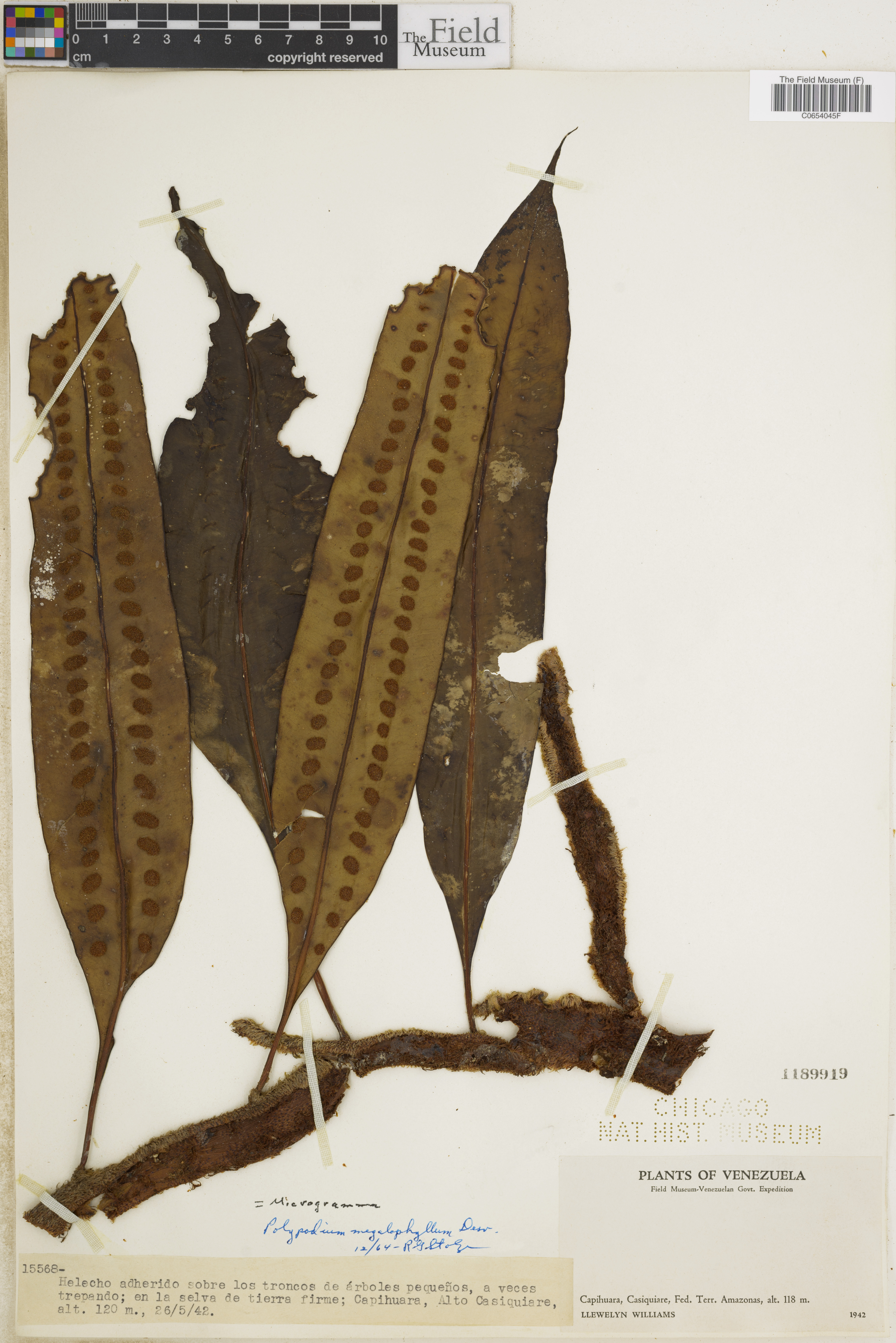 Microgramma megalophylla image