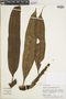 Polypodium megalophyllum image