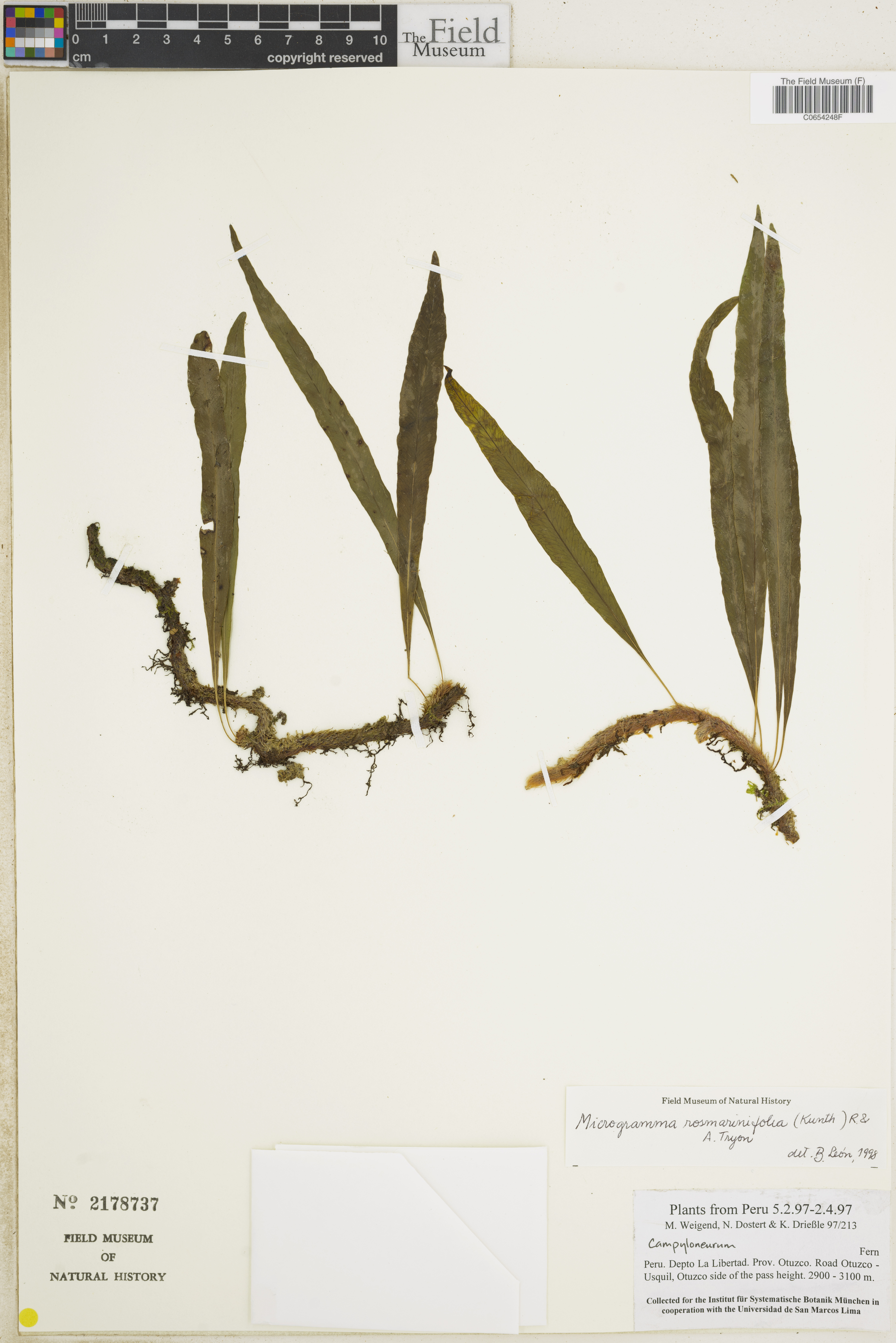 Microgramma rosmarinifolia image