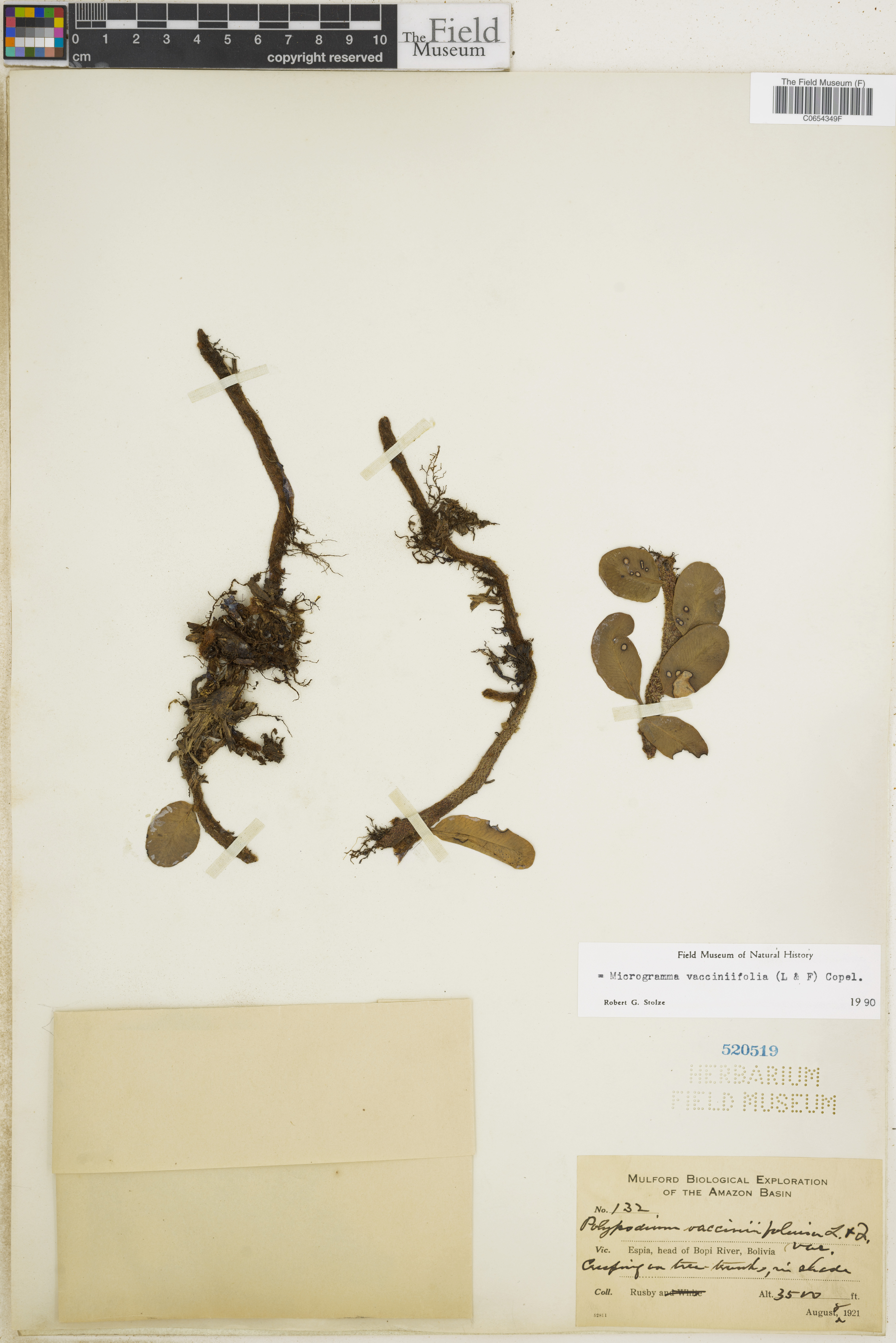 Microgramma vacciniifolia image