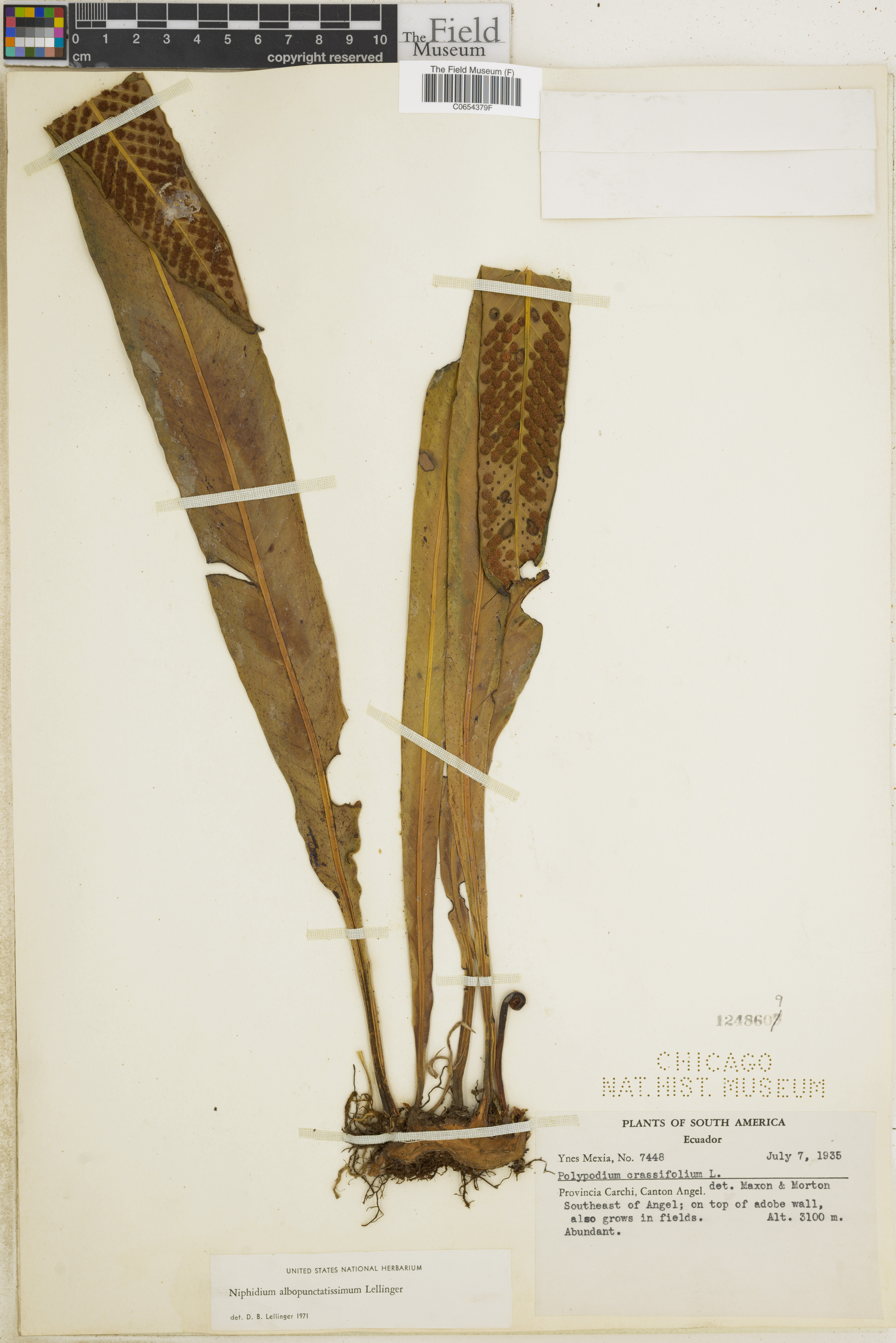 Niphidium albopunctatissimum image