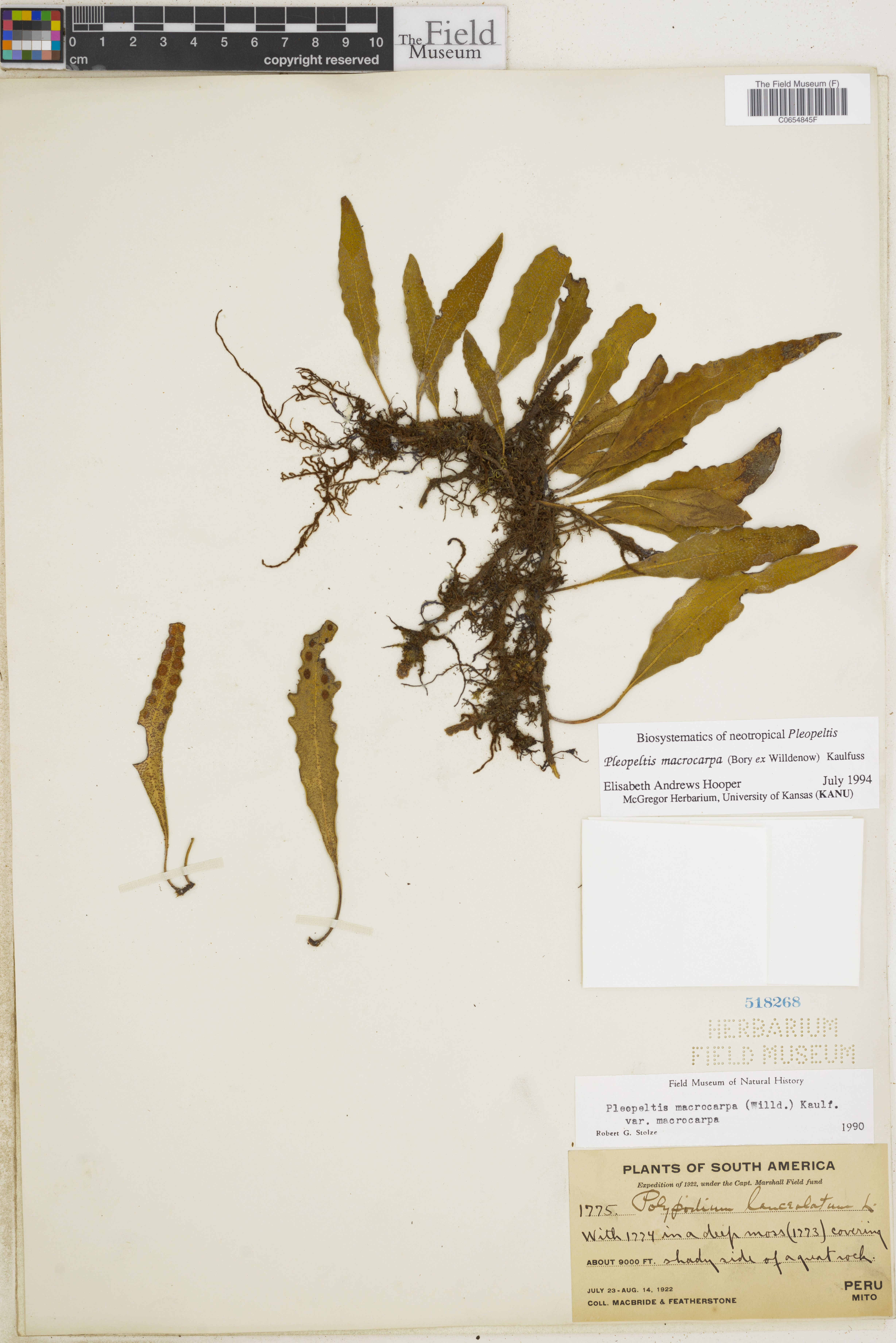 Pleopeltis macrocarpa image