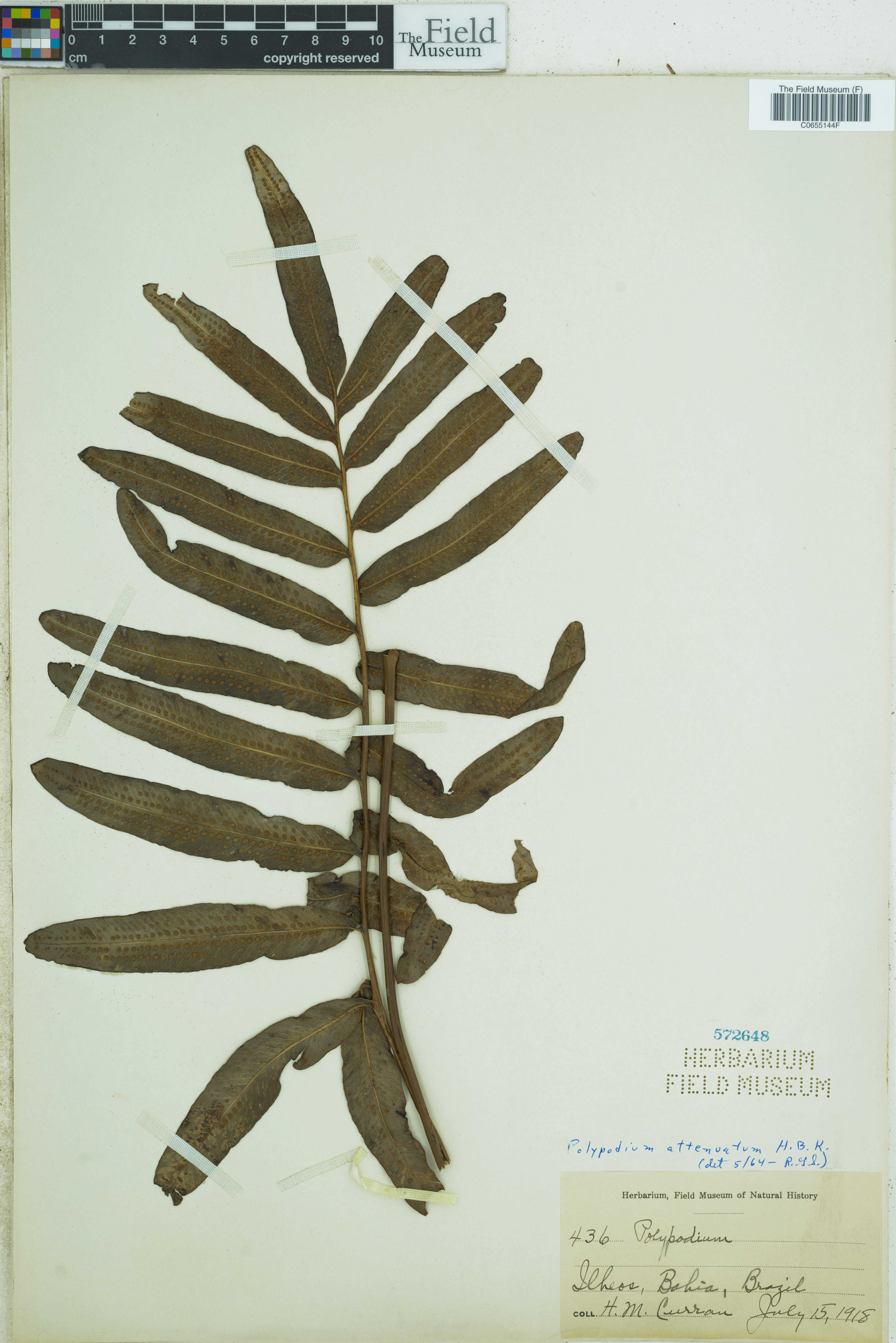 Polypodium attenuatum image