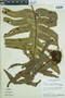 Phlebodium aureum image