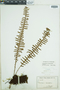 Polypodium lepidopteris image