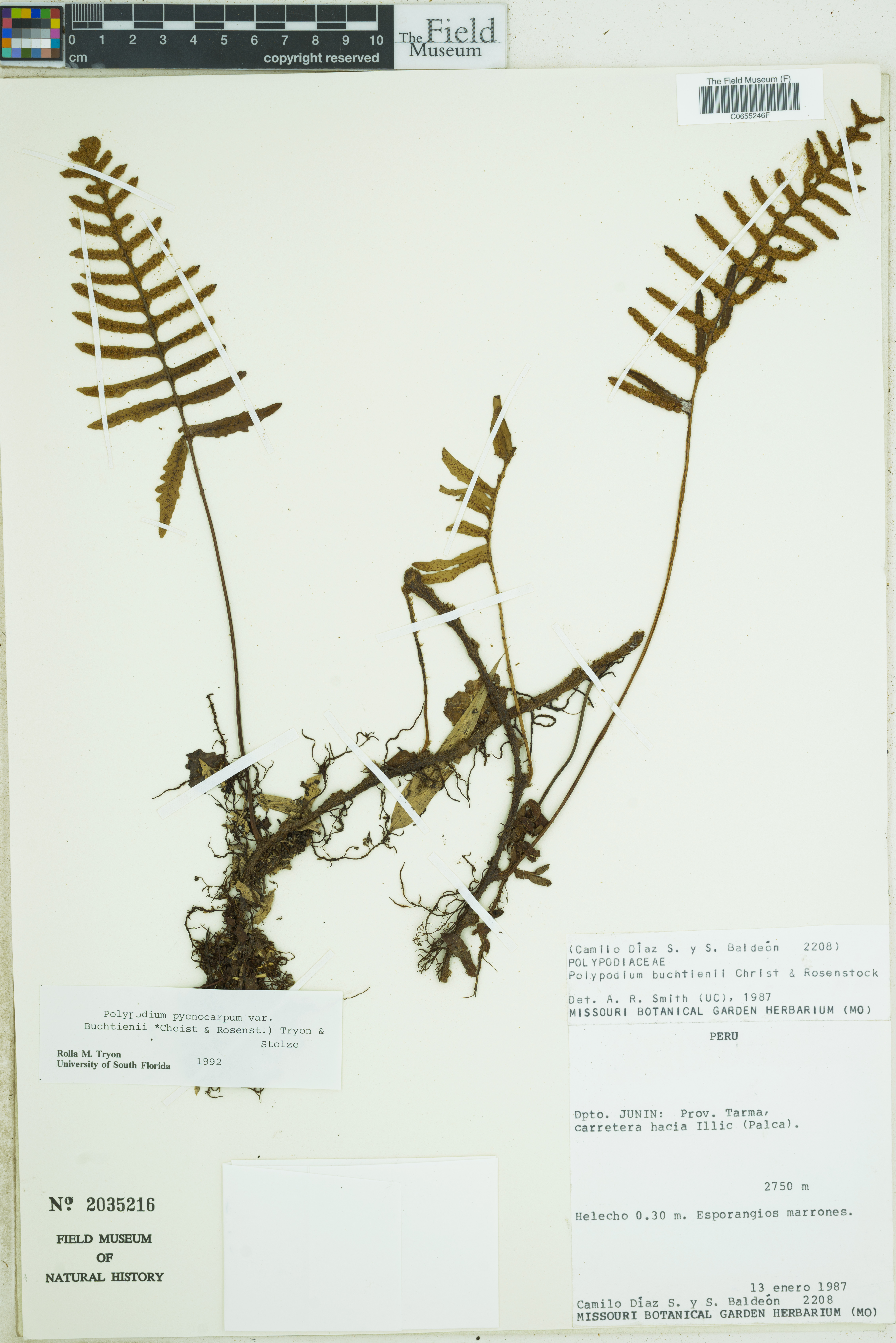 Polypodium pycnocarpum var. buchtienii image