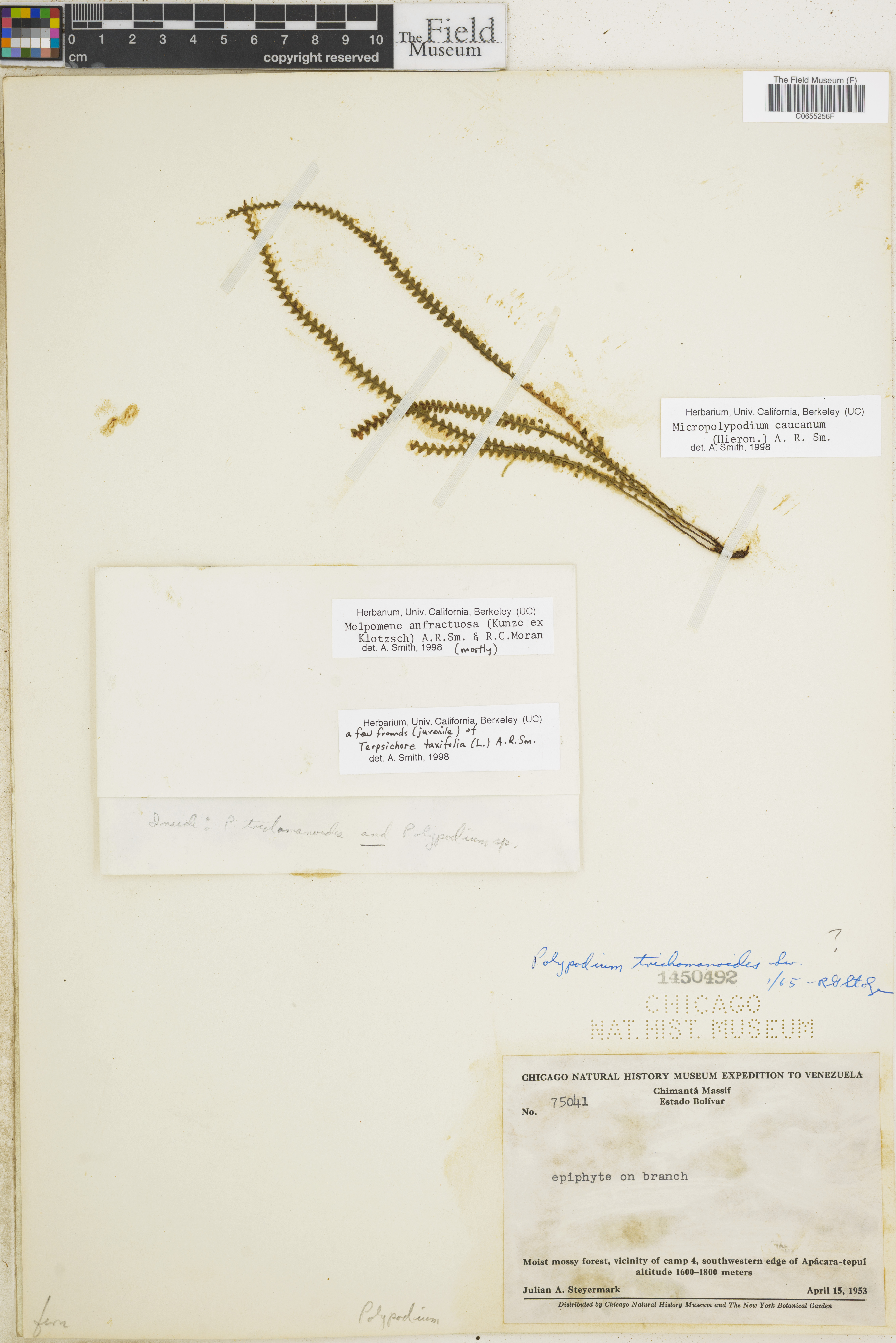 Micropolypodium caucanum image