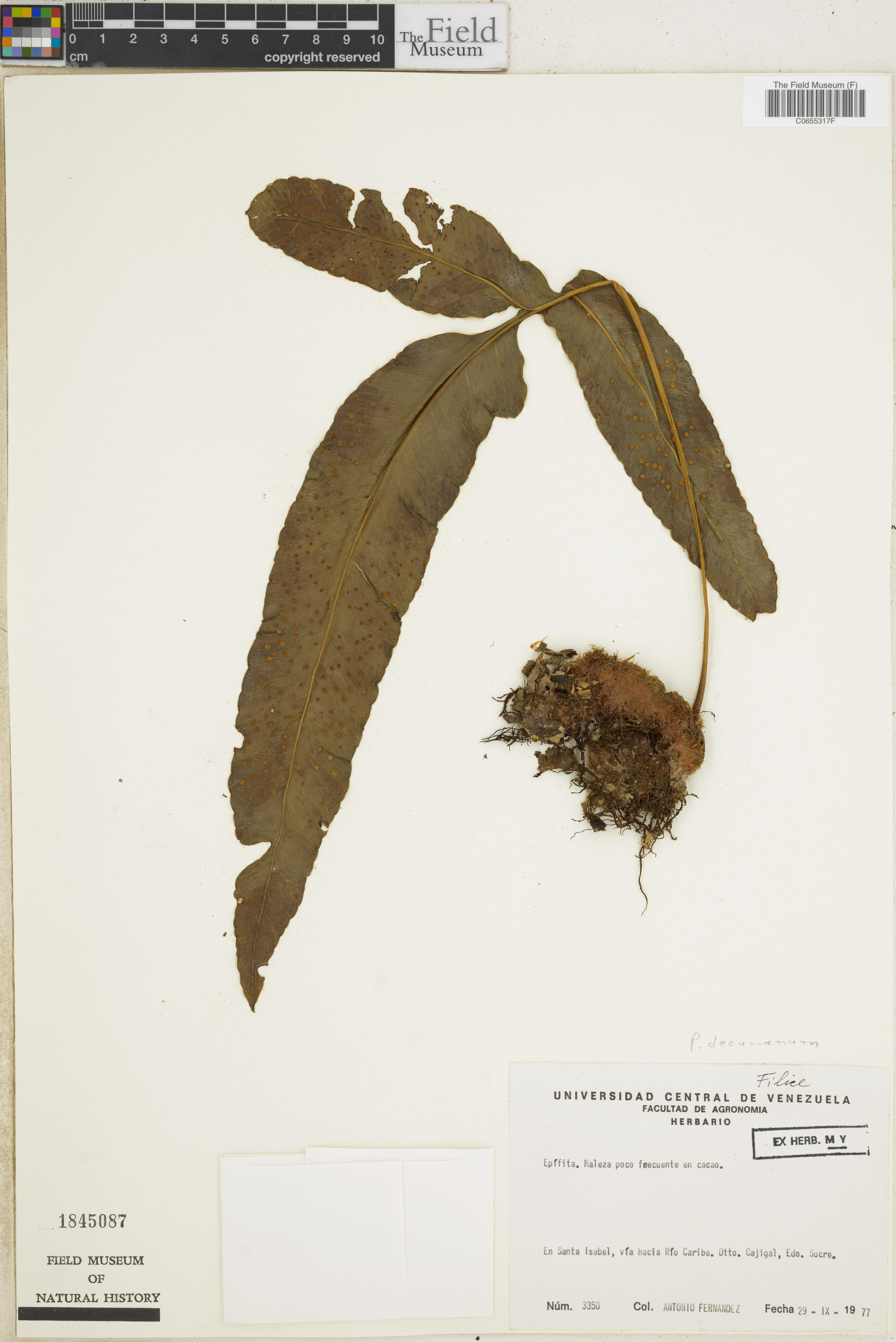 Polypodium decumanum image