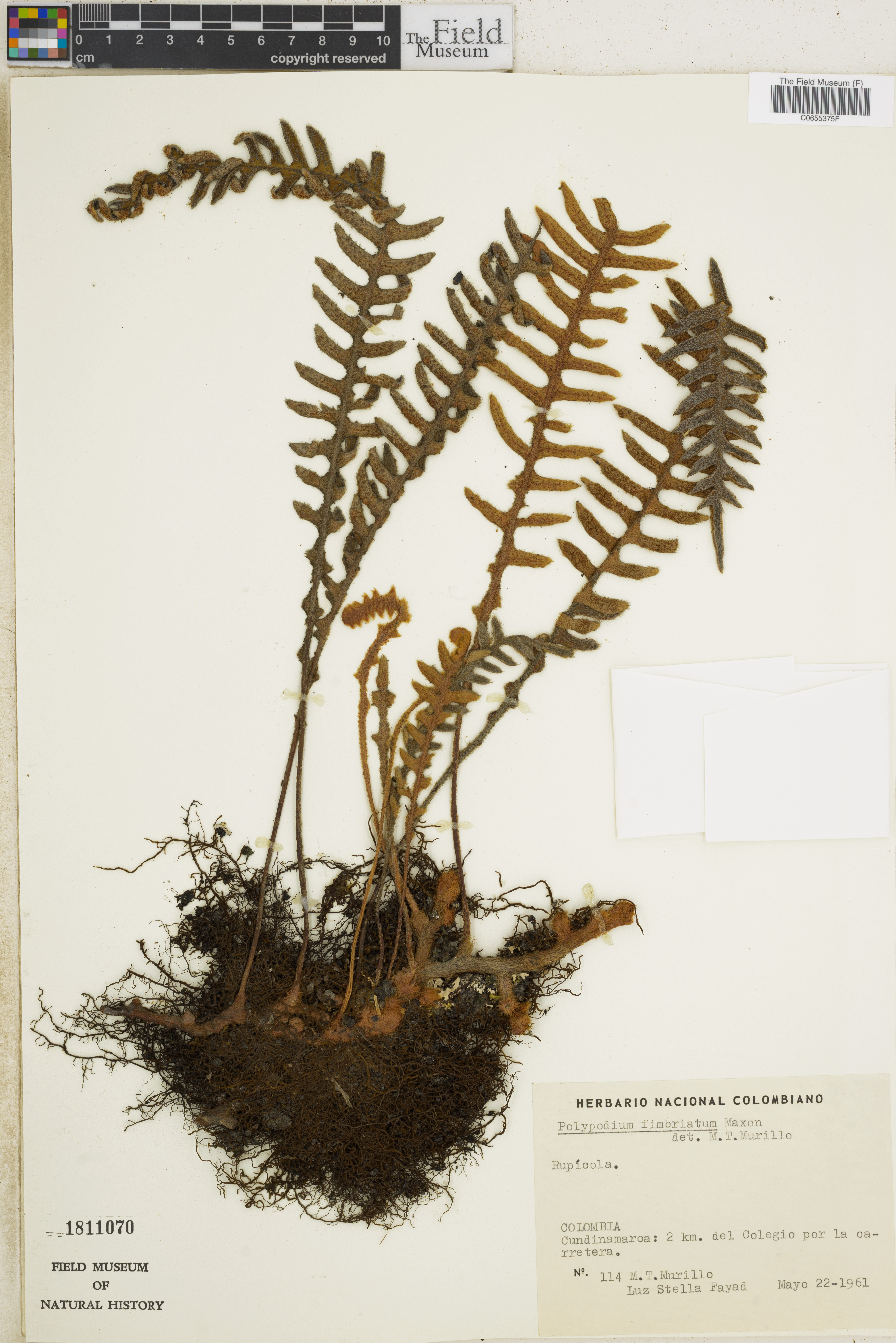 Polypodium fimbriatum image