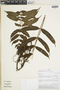 Polypodium fraxinifolium image