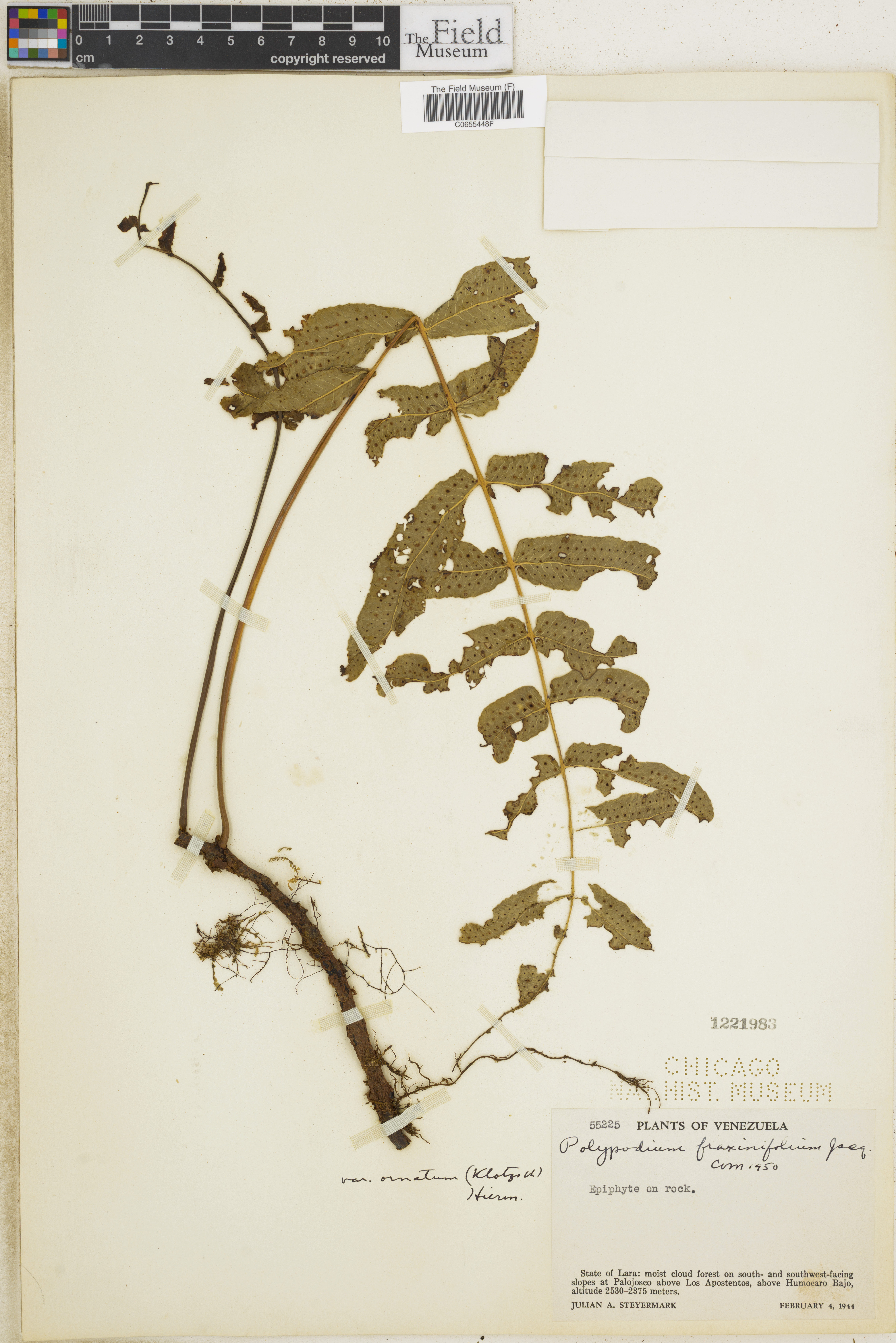 Polypodium fraxinifolium image