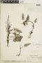 Pleopeltis burchellii image