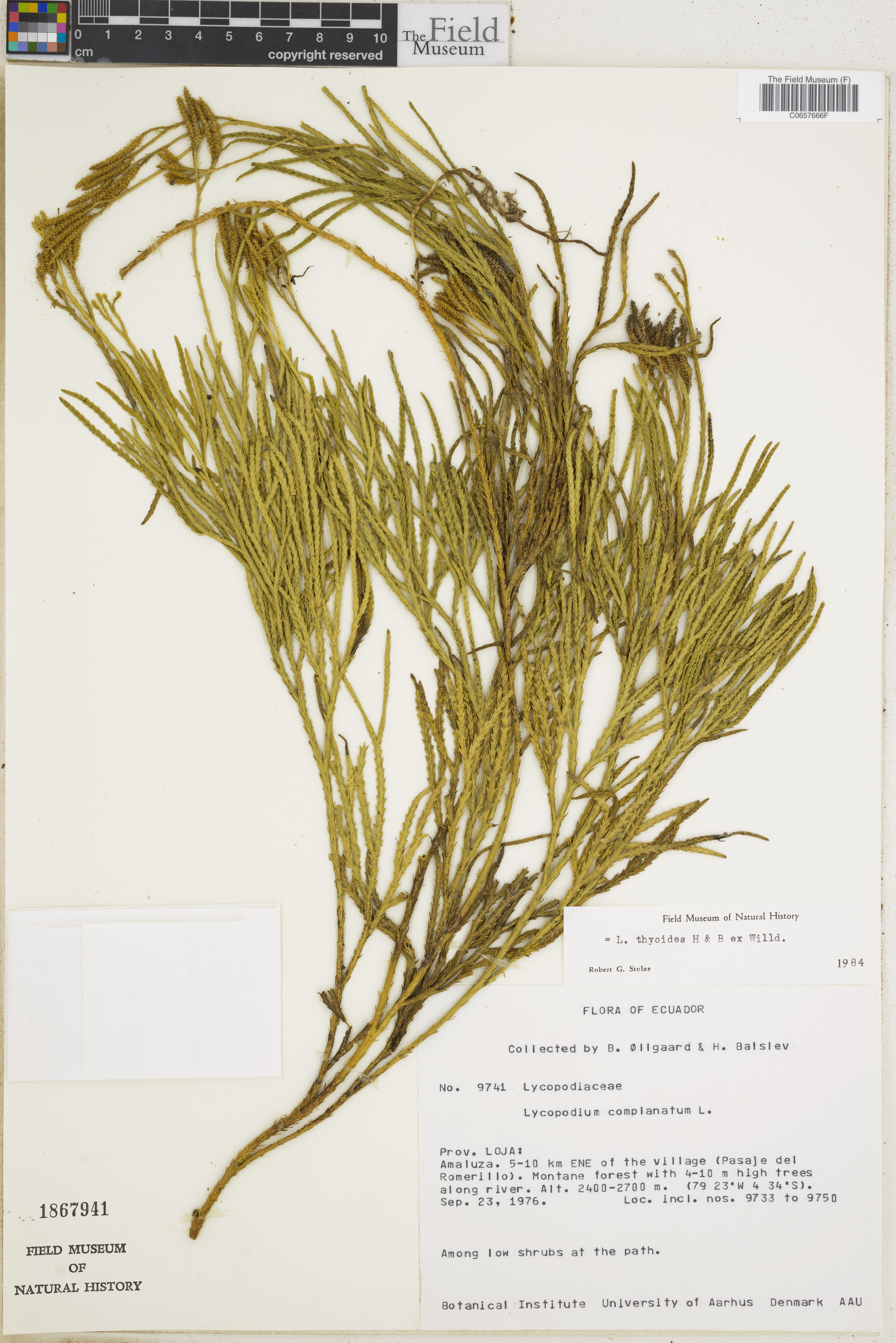 Diphasiastrum image