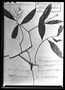 Gomphia parviflora image
