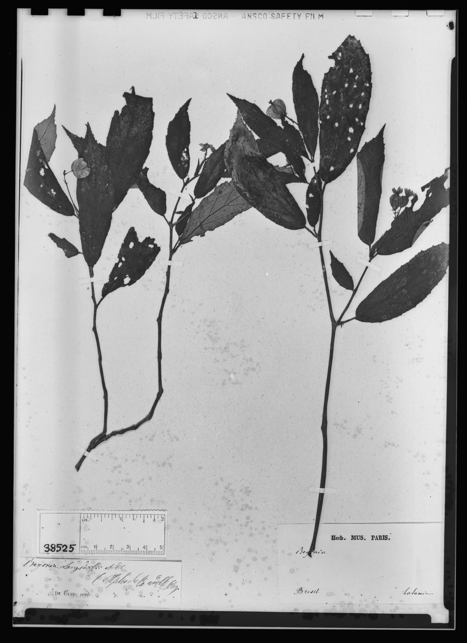 Begonia bidentata image