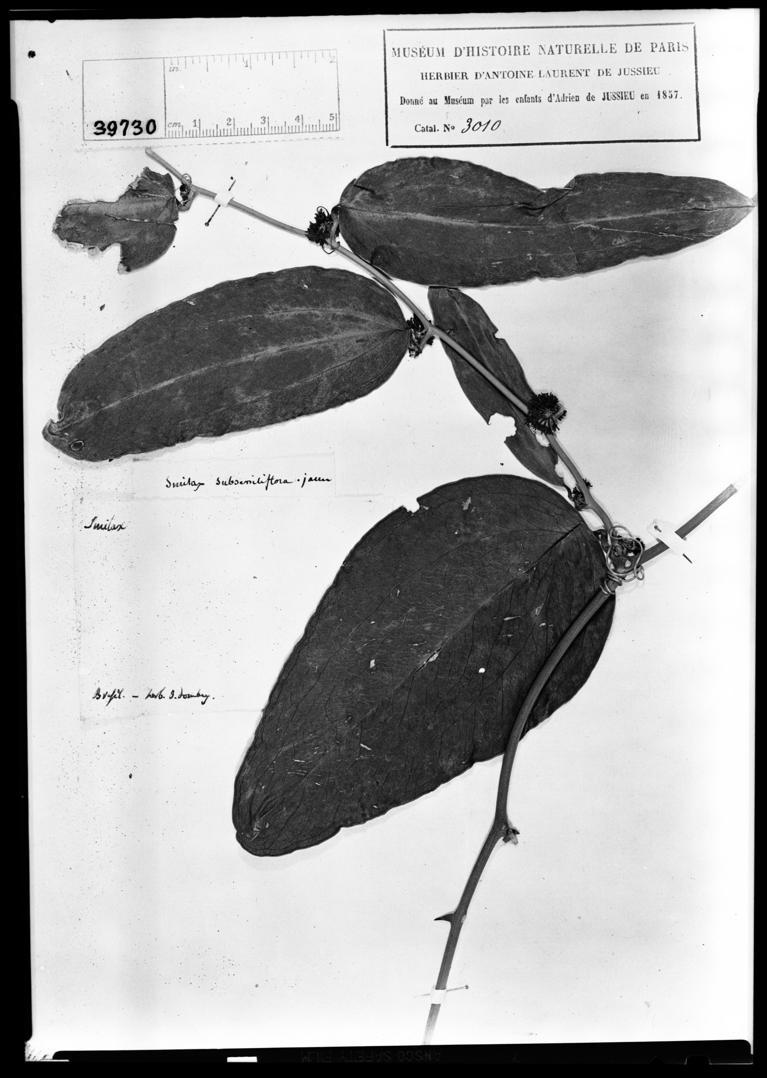 Smilax subsessiliflora image
