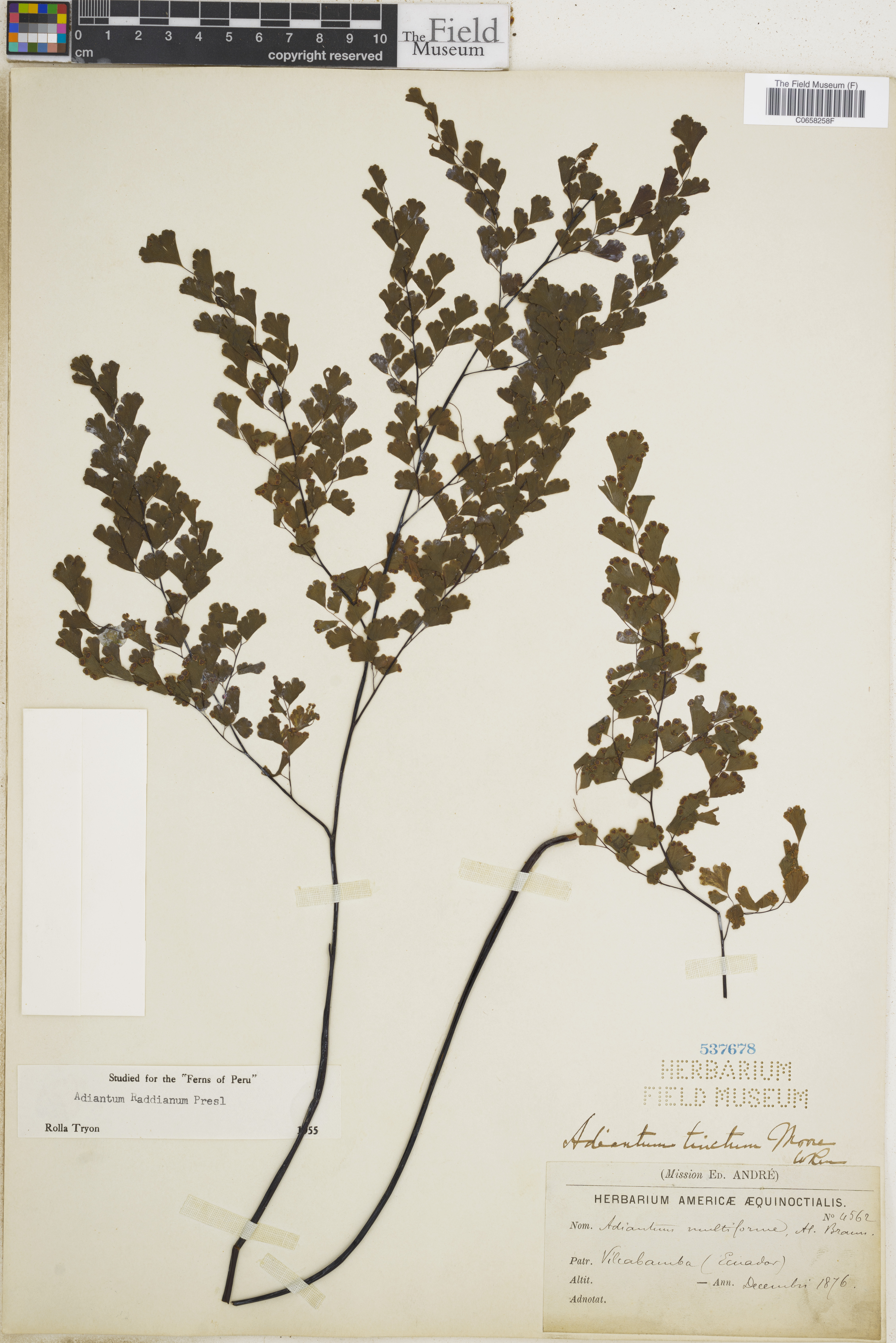 Adiantum raddianum image