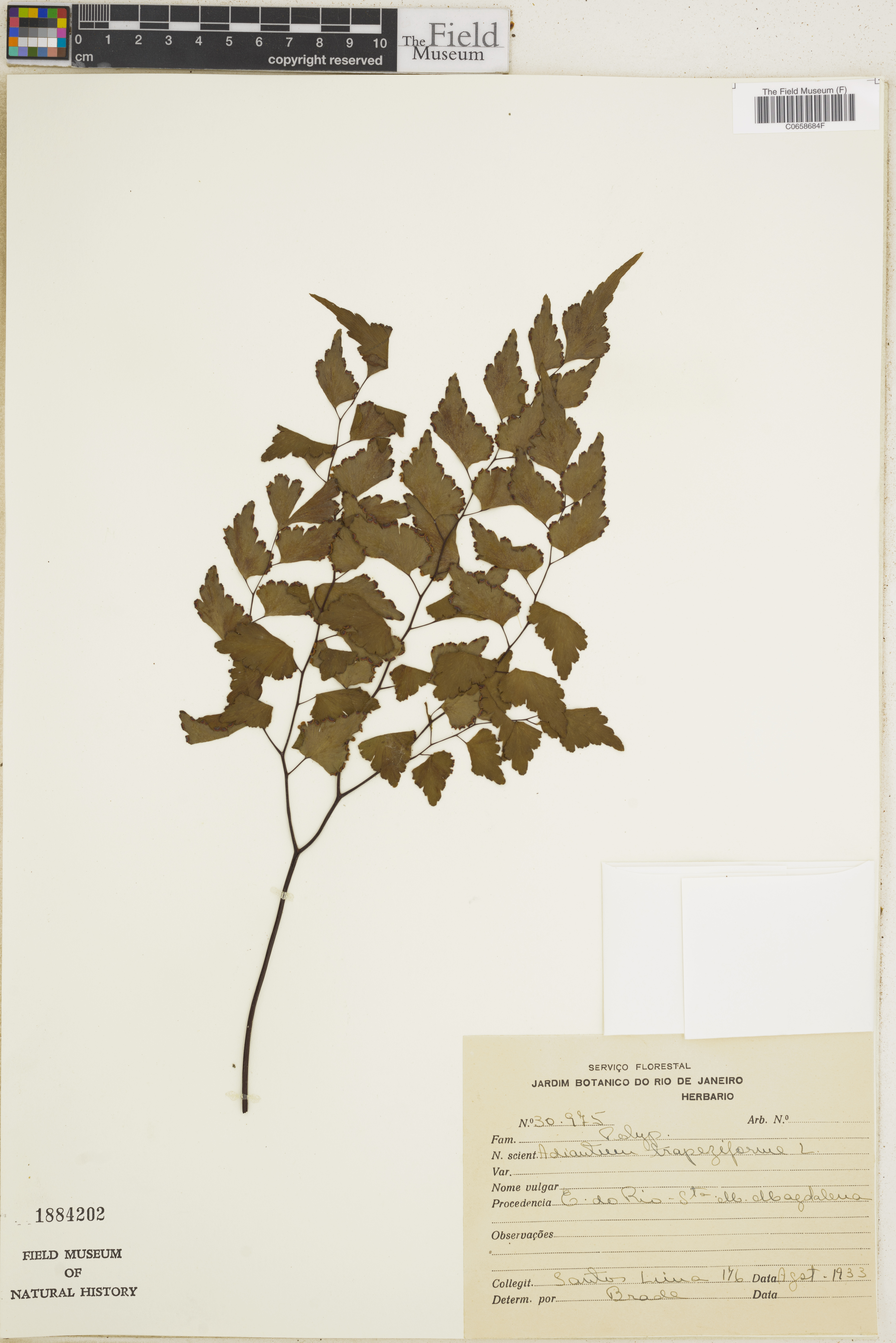Adiantum trapeziforme image