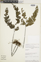 Adiantum urophyllum image