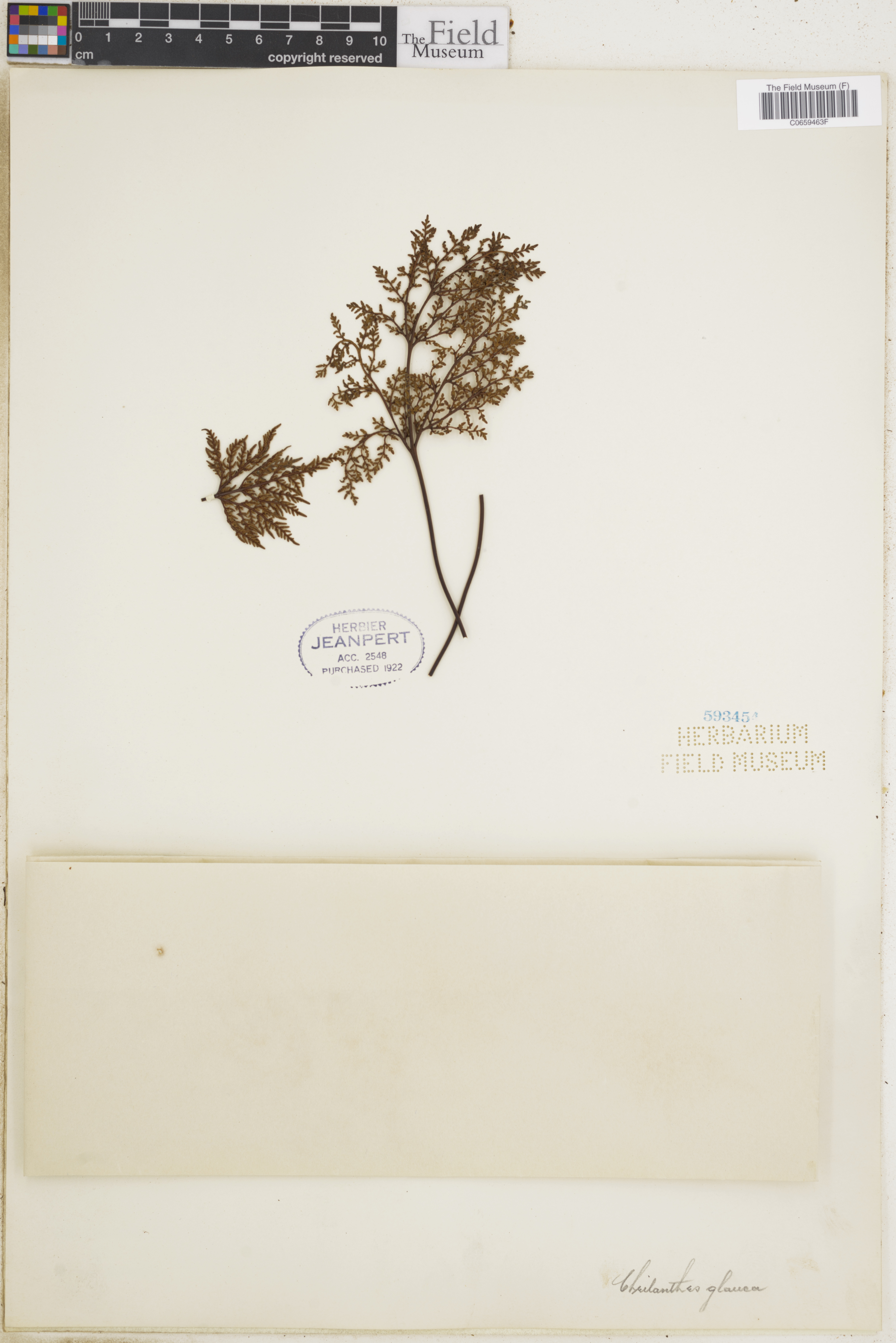 Cheilanthes glauca image
