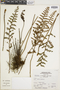 Notholaena lonchophylla image