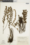 Cheilanthes myriophylla image