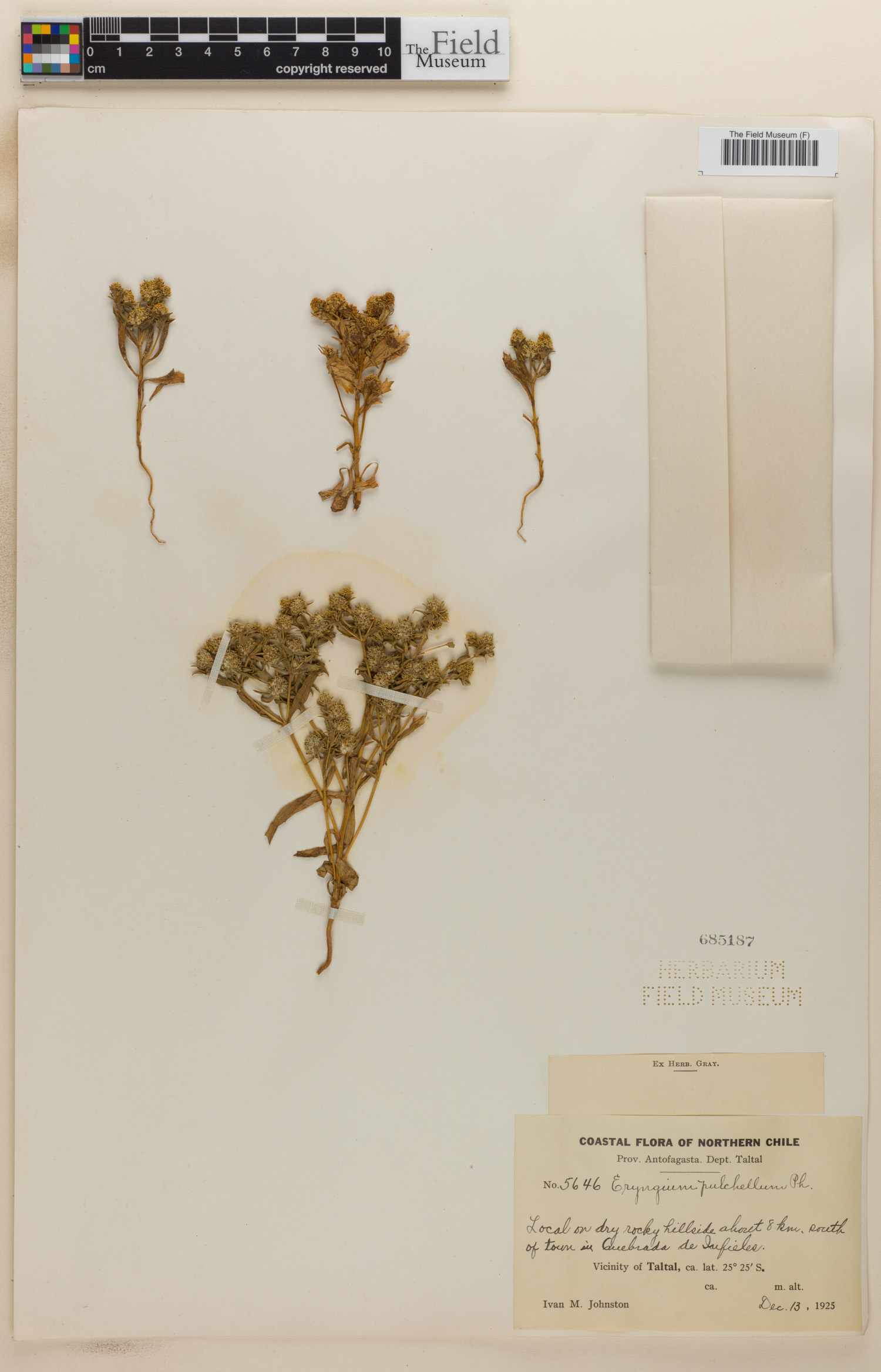 Eryngium pulchellum image