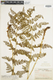 Dryopteris intermedia subsp. intermedia image