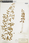 Pellaea ovata image