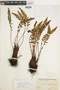 Woodsia ilvensis image