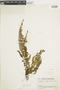 Asplenium pteropus image