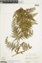 Culcita coniifolia image